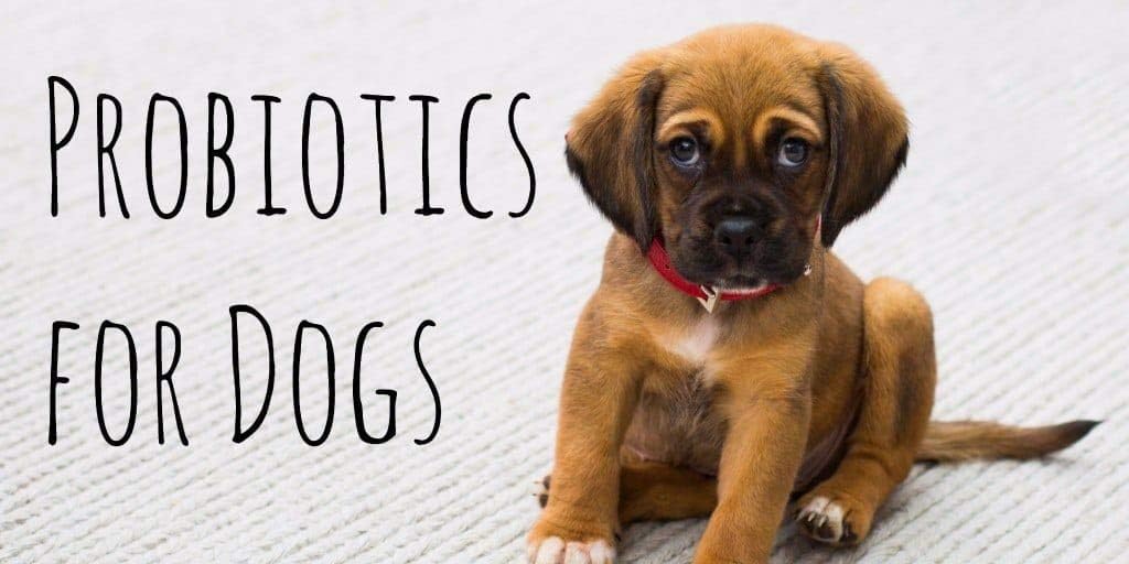 Dog Probiotics for Bad Breath and Gas Relief - Oral Health Supplement with Acidophilus - 60 Treats per Bottle by MY LUCKY PETS LLC