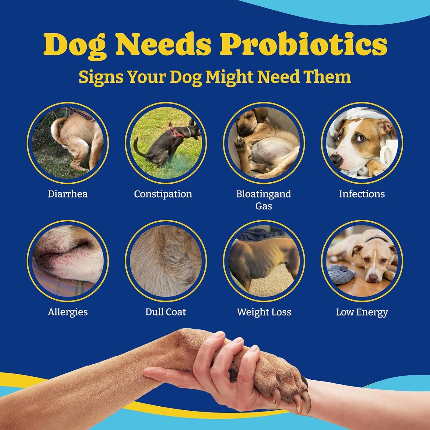Dog Probiotics with Prebiotics & Digestive Enzymes - Salmon & Blueberry Flavor - 6 Billion CFUs - Immune, Gut, Skin Health - 180 Soft Chews