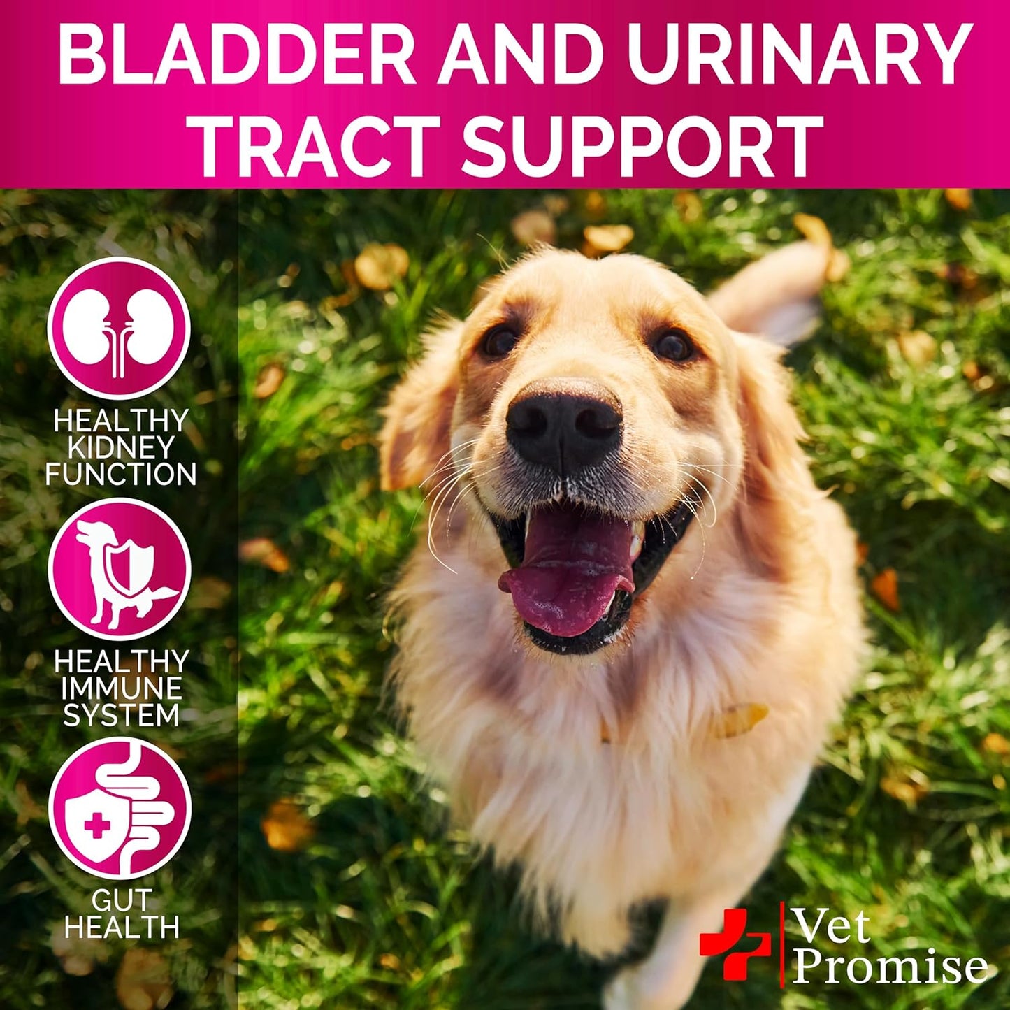 Dog UTI Treatment - Cranberry Supplement for Bladder Control & Infections - Made in USA - Multivitamin Chews for Urinary Health