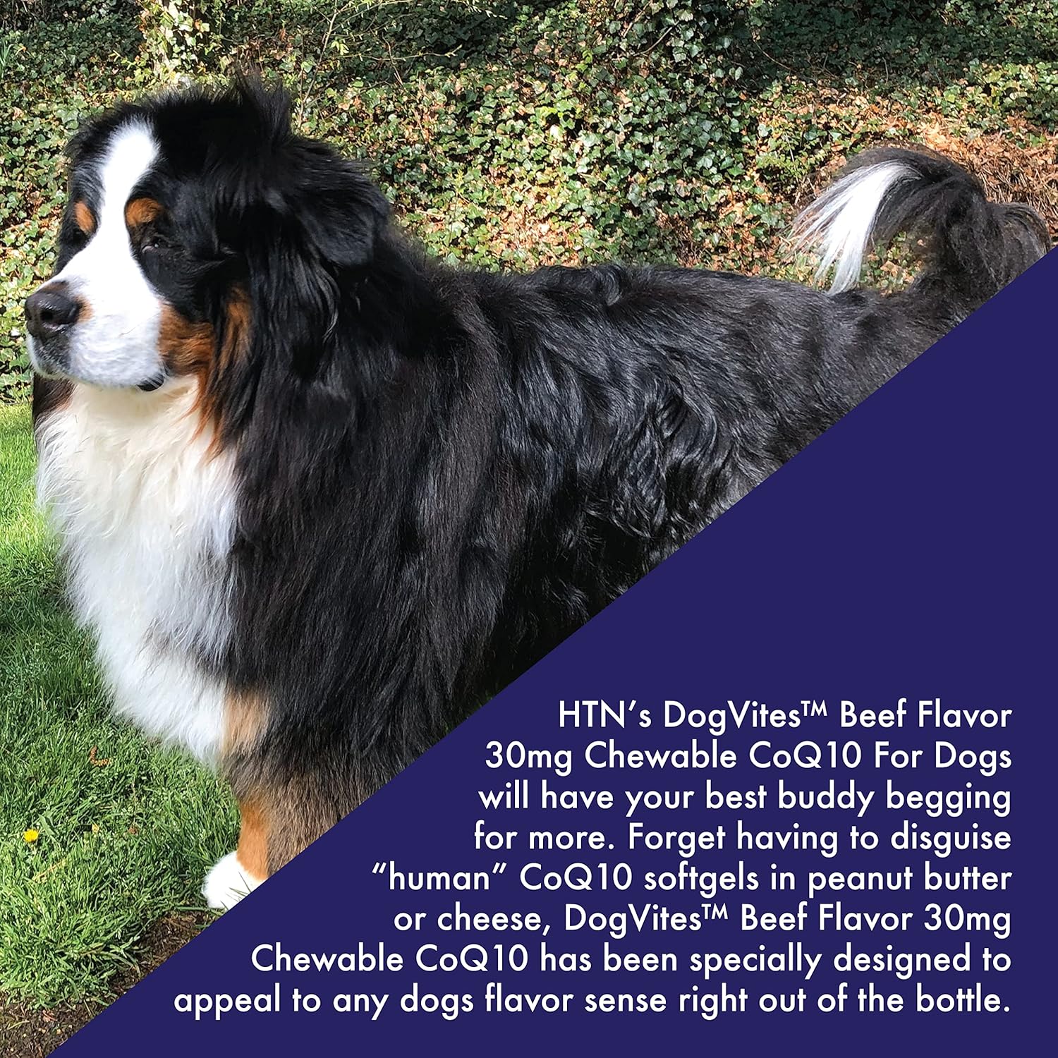 Dog-Vites CoQ10 for Dogs, 60 Chewable Beef-Flavored Tablets with 30mg - Health Thru Nutrition