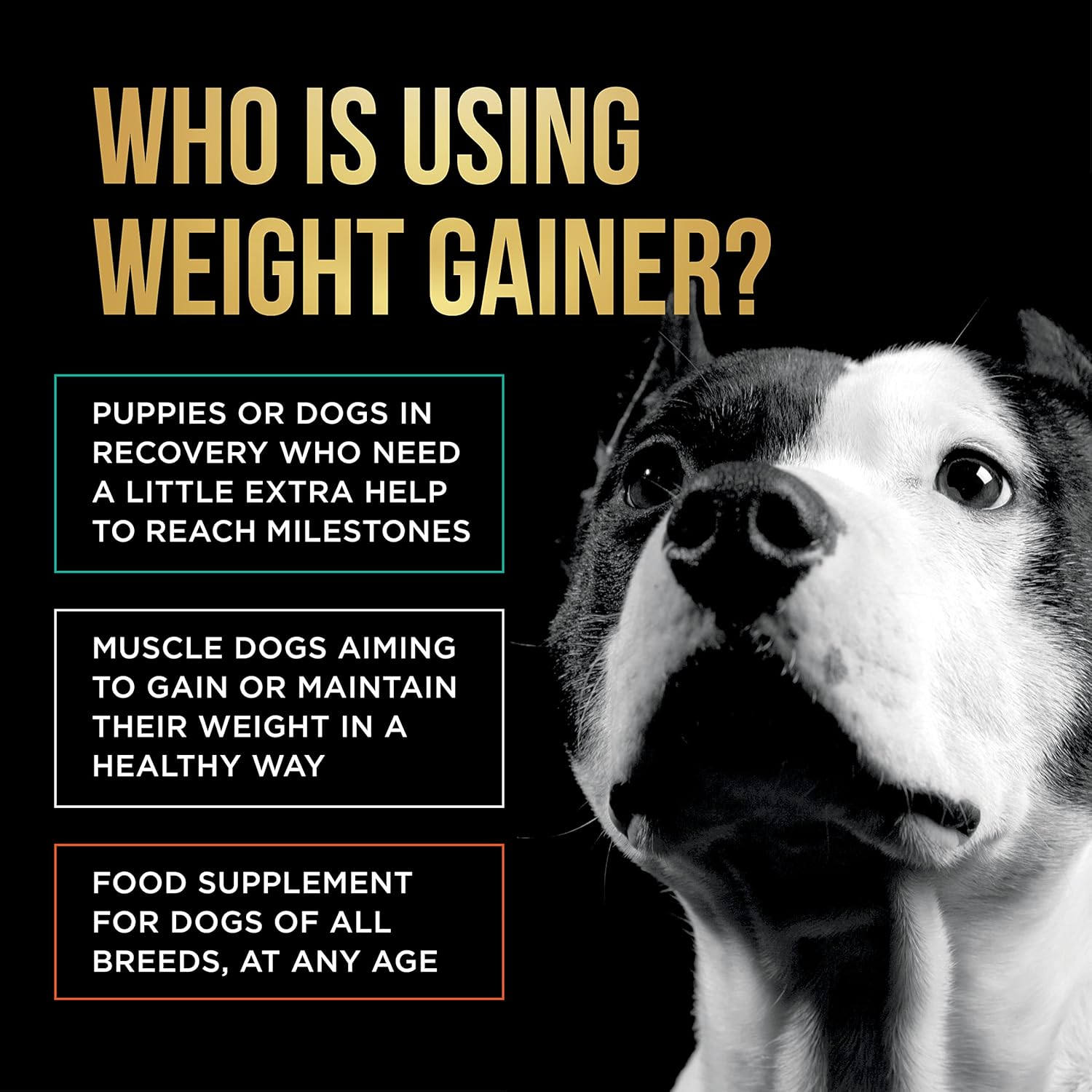 Dog Weight Gainer: High Calorie Protein Powder for Canine Muscle Building - 90 Servings of Pet Care Sciences Weight Gain Supplements