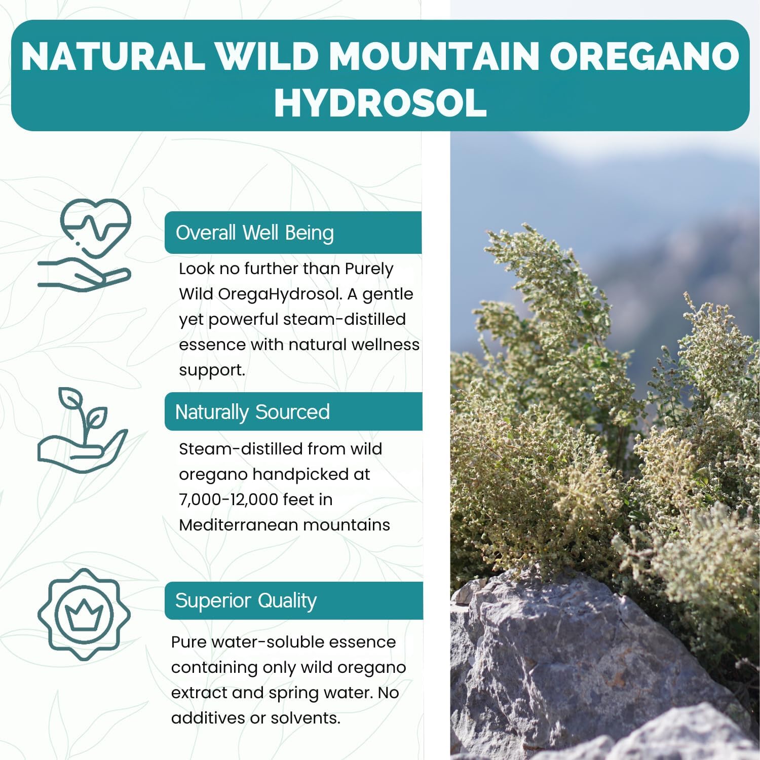 Dr. Cass Ingram's OregaHydrosol: Pure Wild Mediterranean Oregano Juice for Immune & Digestive Health - Non GMO - Steam-Distilled Essence - 8 fl oz