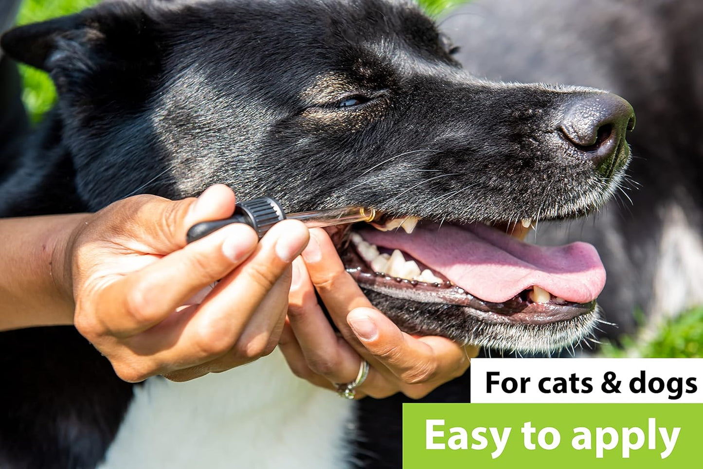 Dr. Judy Morgan's Dental Health Formula for Dogs & Cats - Natural Pet Care Supplement