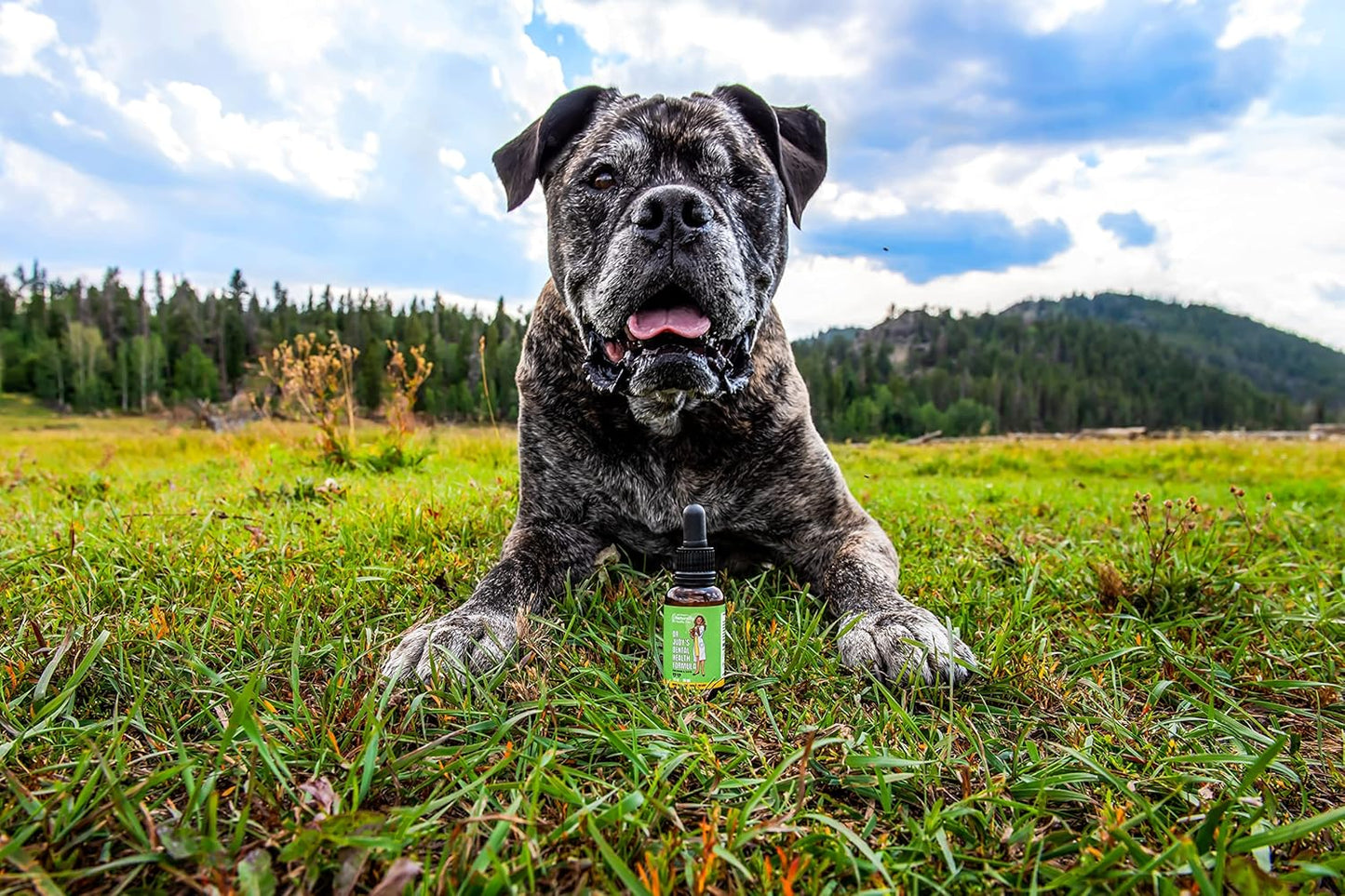 Dr. Judy Morgan's Dental Health Formula for Dogs & Cats - Natural Pet Care Supplement