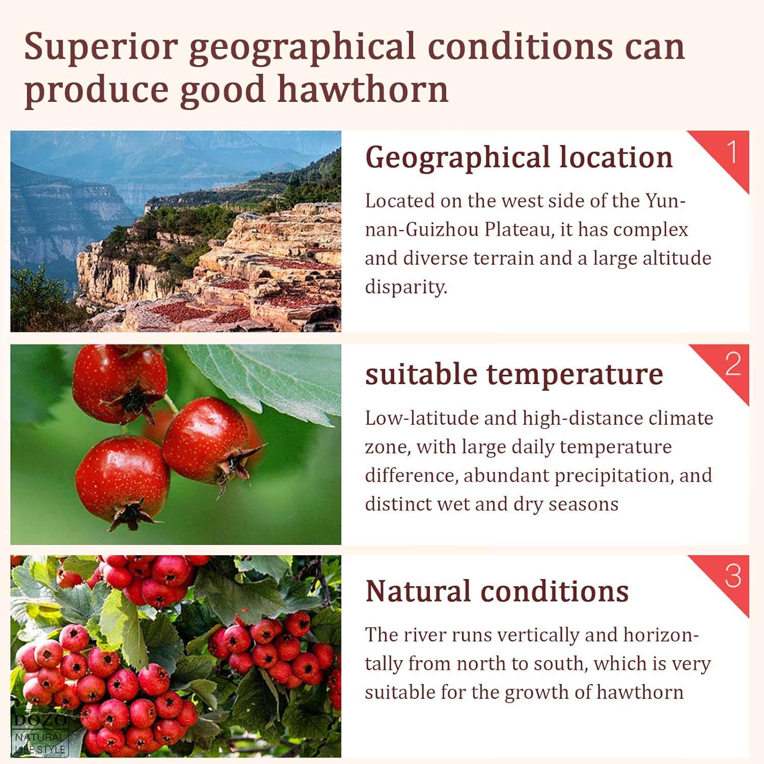 Dried Hawthorn Berries Tea Slices | 8.46oz/240g | Seedless Shanzha | Premium Quality Hawthorn Berry Supplement