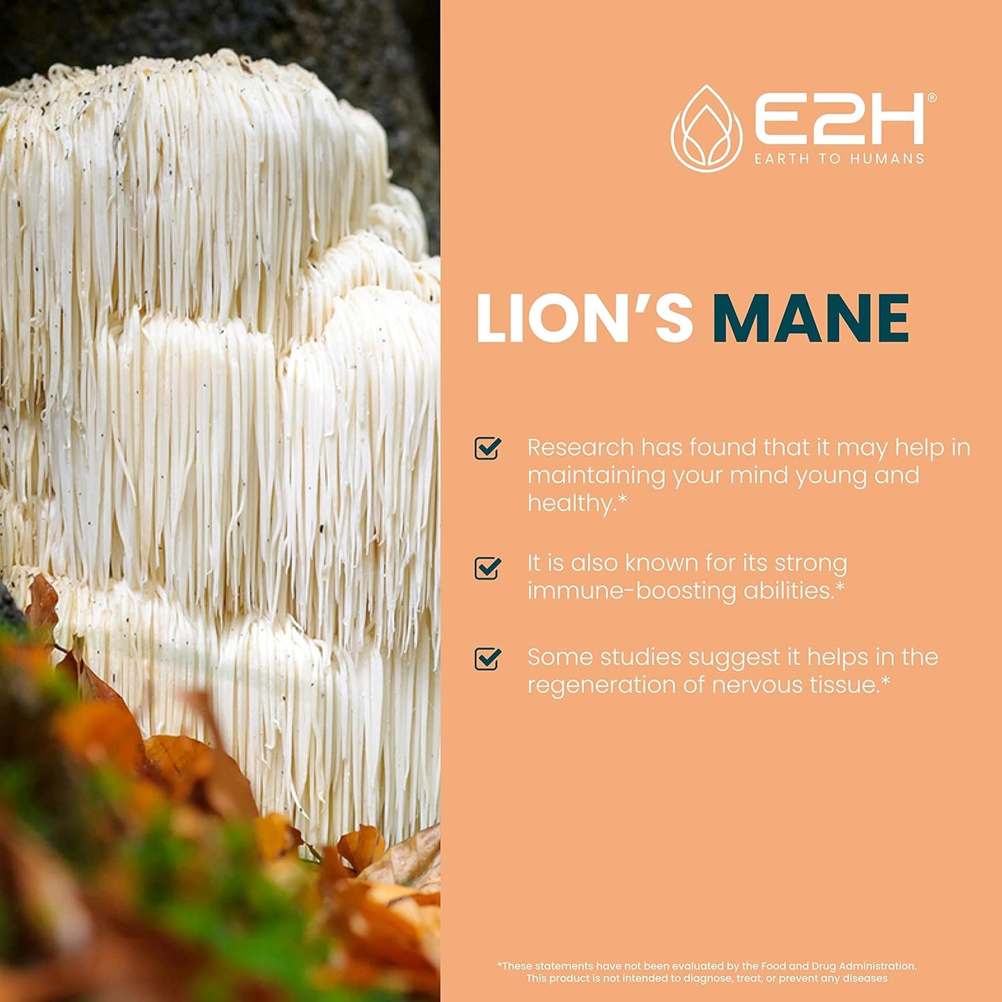 E2H Liquid Chlorophyll and Lion's Mane Mushroom Bundle - Vegan, Non-GMO - 4 Fl Oz Total