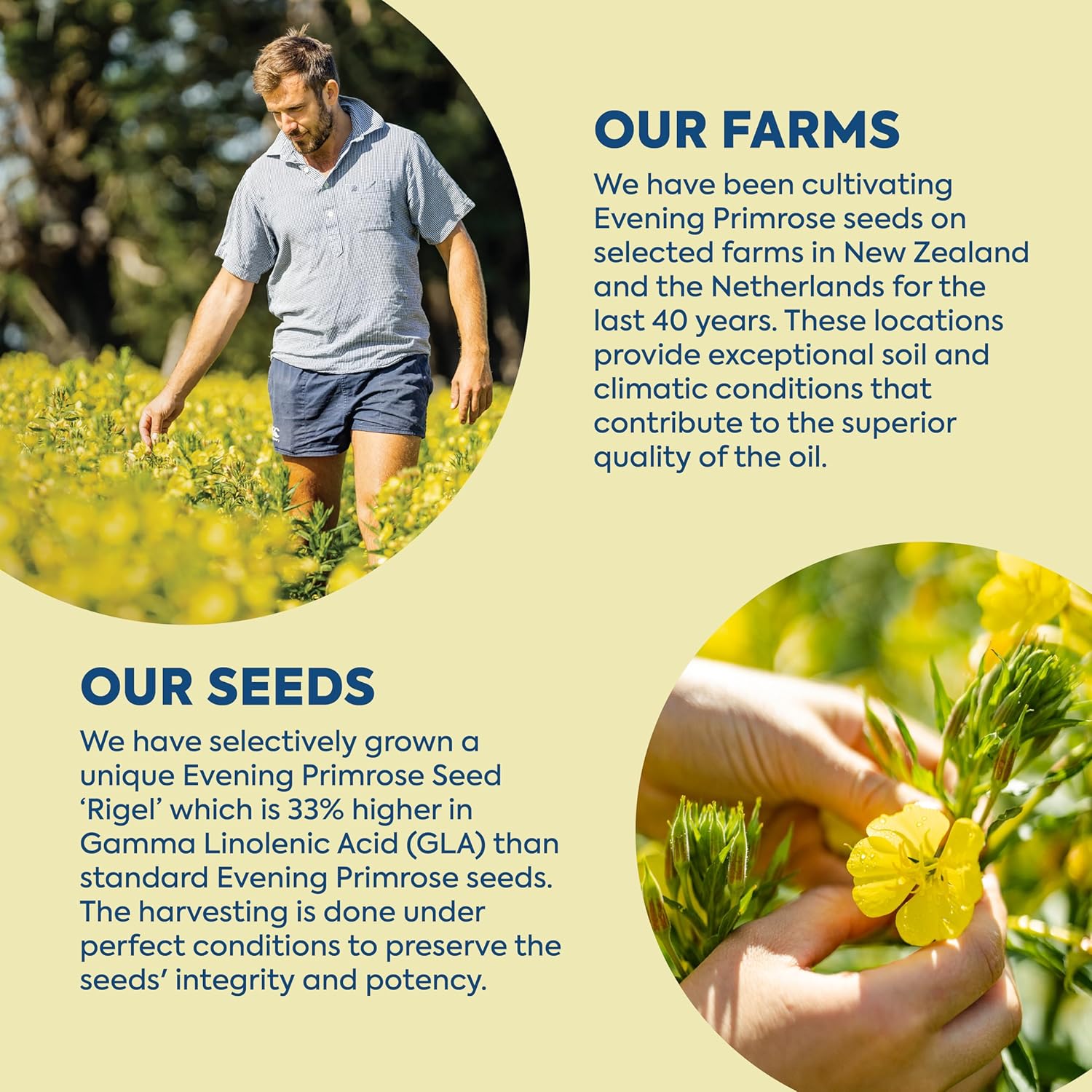 Efamol 500mg Evening Primrose Oil Capsules - 90 Count