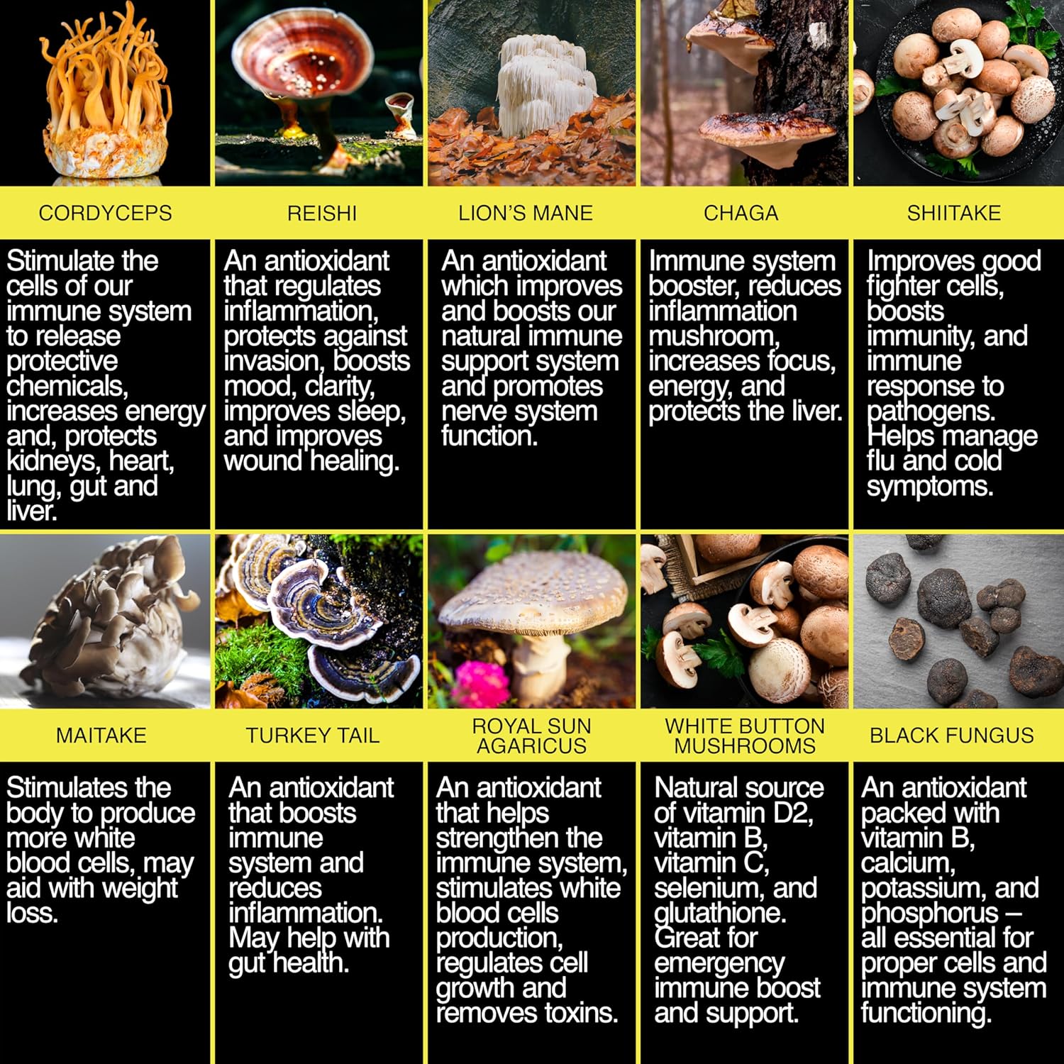 ENCLARE NUTRITION 10-in-1 Mushroom Supplement for Immune Support and Brain Boost with Lions Mane, Reishi, Cordyceps, and More