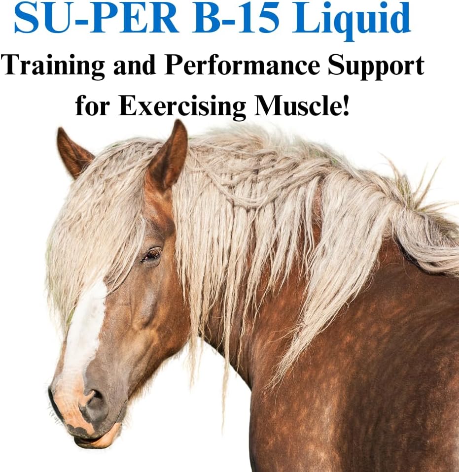 Equine B-15 Vitamin Liquid Supplement for Performance Support - Supports Cardiovascular, Immune, & Muscle Function - 1 Gallon, 4 Month Supply