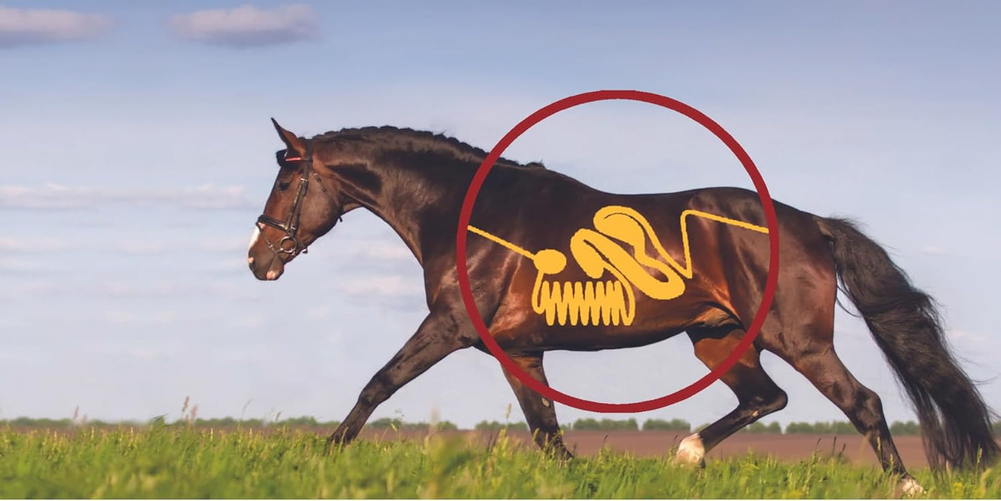 Equine Gut Guard 10 lb Horse Supplement - Probiotic & Prebiotic Formula for Gut Health