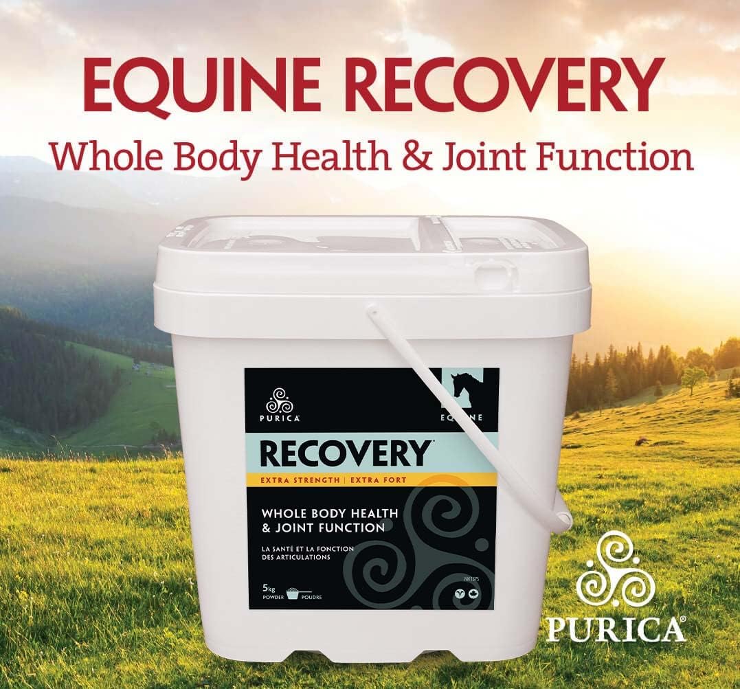Equine Joint Supplement - Comprehensive Support for Senior Horses - MSM Powder Included - 11 lb Powder