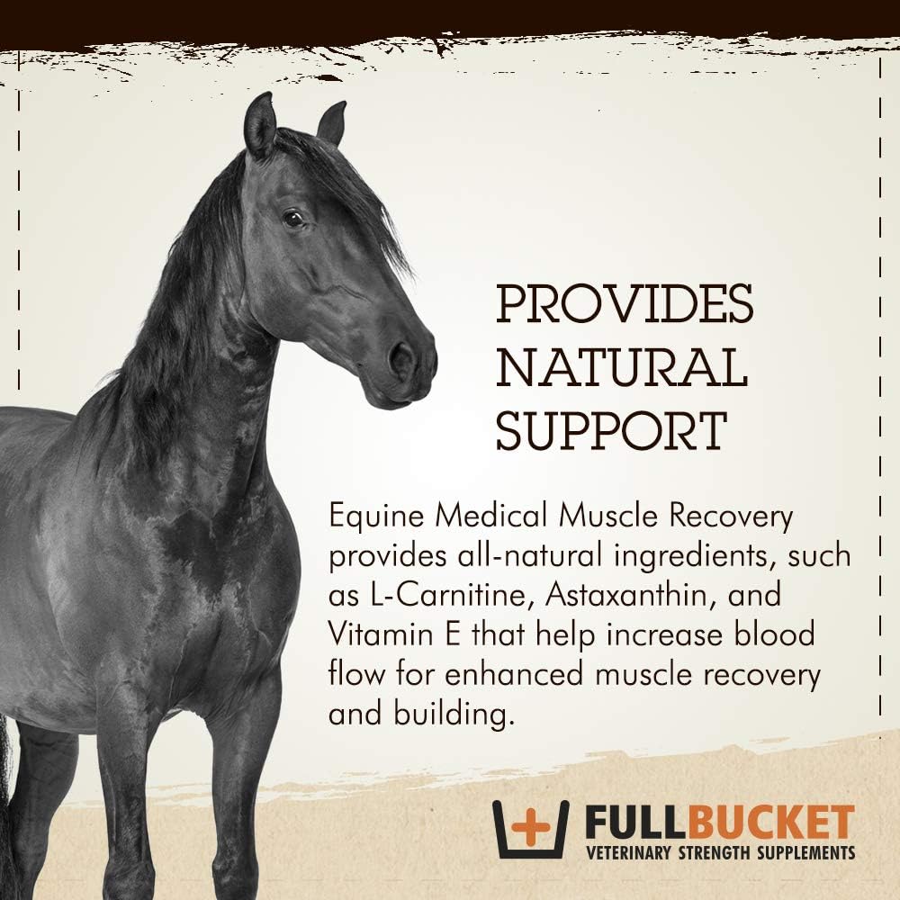 Equine Muscle Recovery Supplement for Enhanced Horse Performance