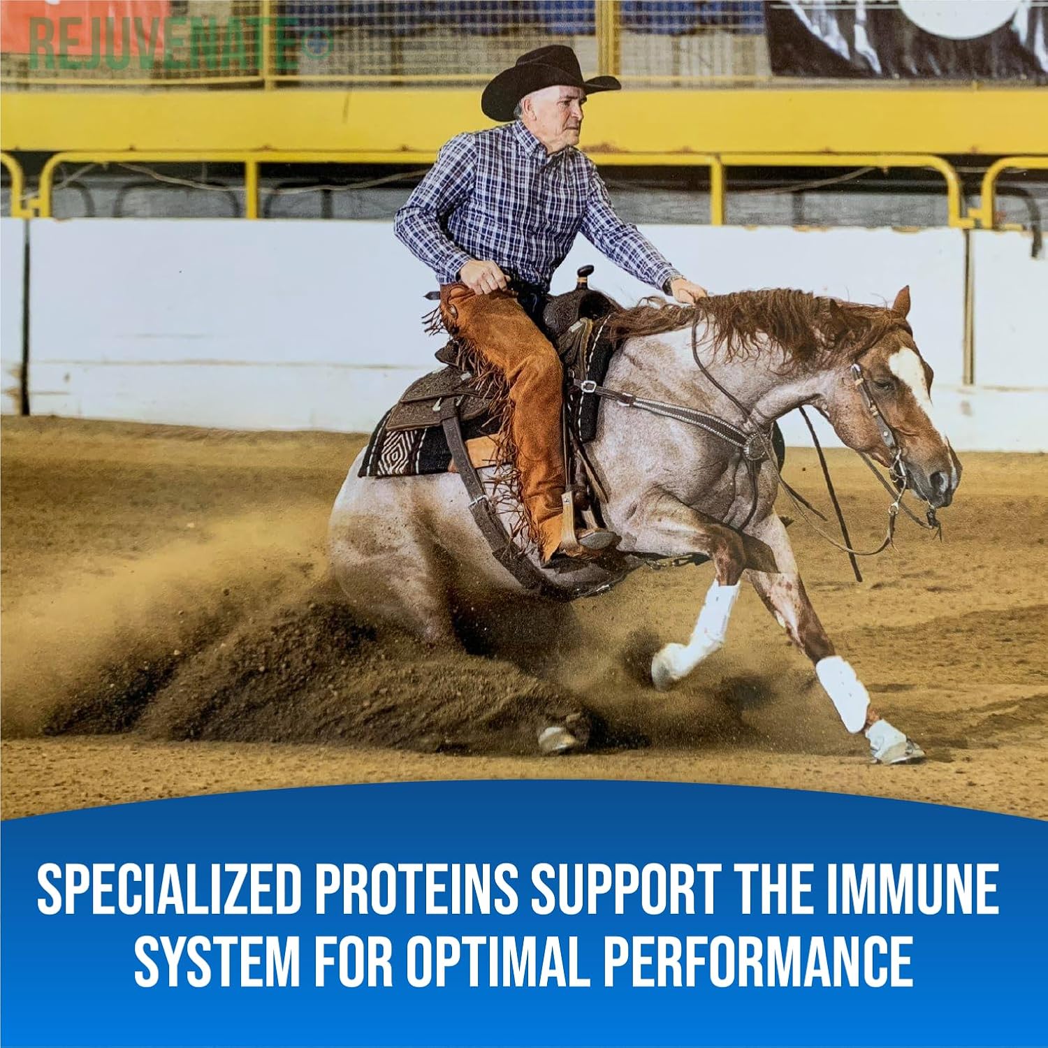 Equine Total Rejuvenate Oral Paste for Digestive & Immune Support (60g Syringe) - Horse Supplement for Digestion & Bacteria Elimination