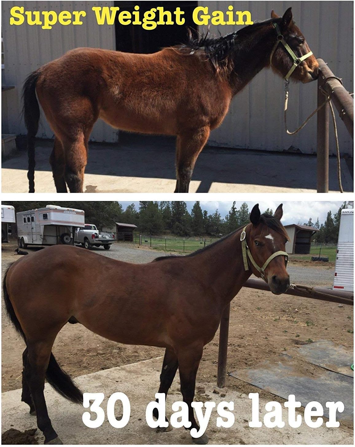 Equine Vitamin Mineral & Probiotic Supplement for Weight Gain - 10 lb Horse Guard Super Weight Gain