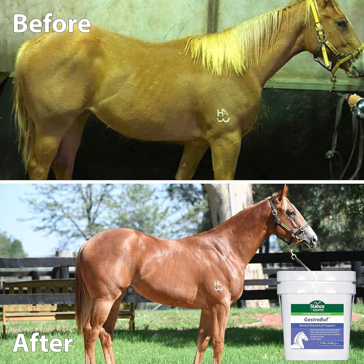 Equitec GastroBuf Horse Supplement - Supports Normal Stomach pH and Bowel Health - with Turmeric - 3.3 lb