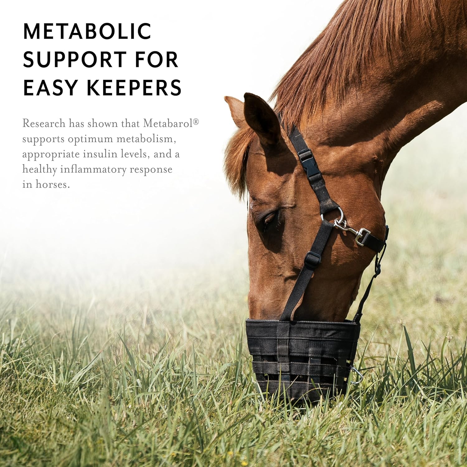 Equithrive Metabarol Horse Supplement Pellets - Metabolic Support with Resveratrol - 3.3 lbs