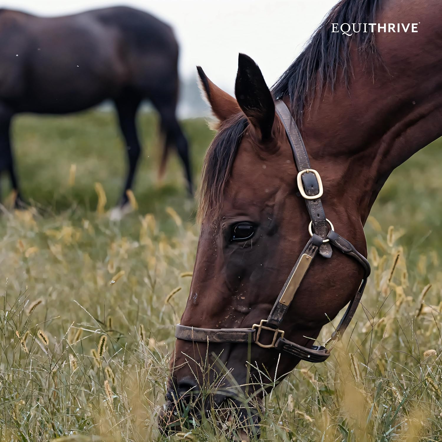Equithrive Vitamin E Pellets with Omega 3 for Horses, Antioxidant Support, 10 lbs - Equine Products & Supplies