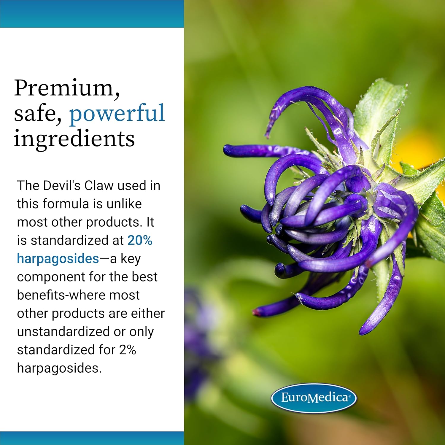 Euromedica ArthoMed - 60 Capsules - Joint & Spine Health Support with Boswellia, Curcumin, and Devil's Claw - Cartilage Formation and Flexibility - 30 Servings