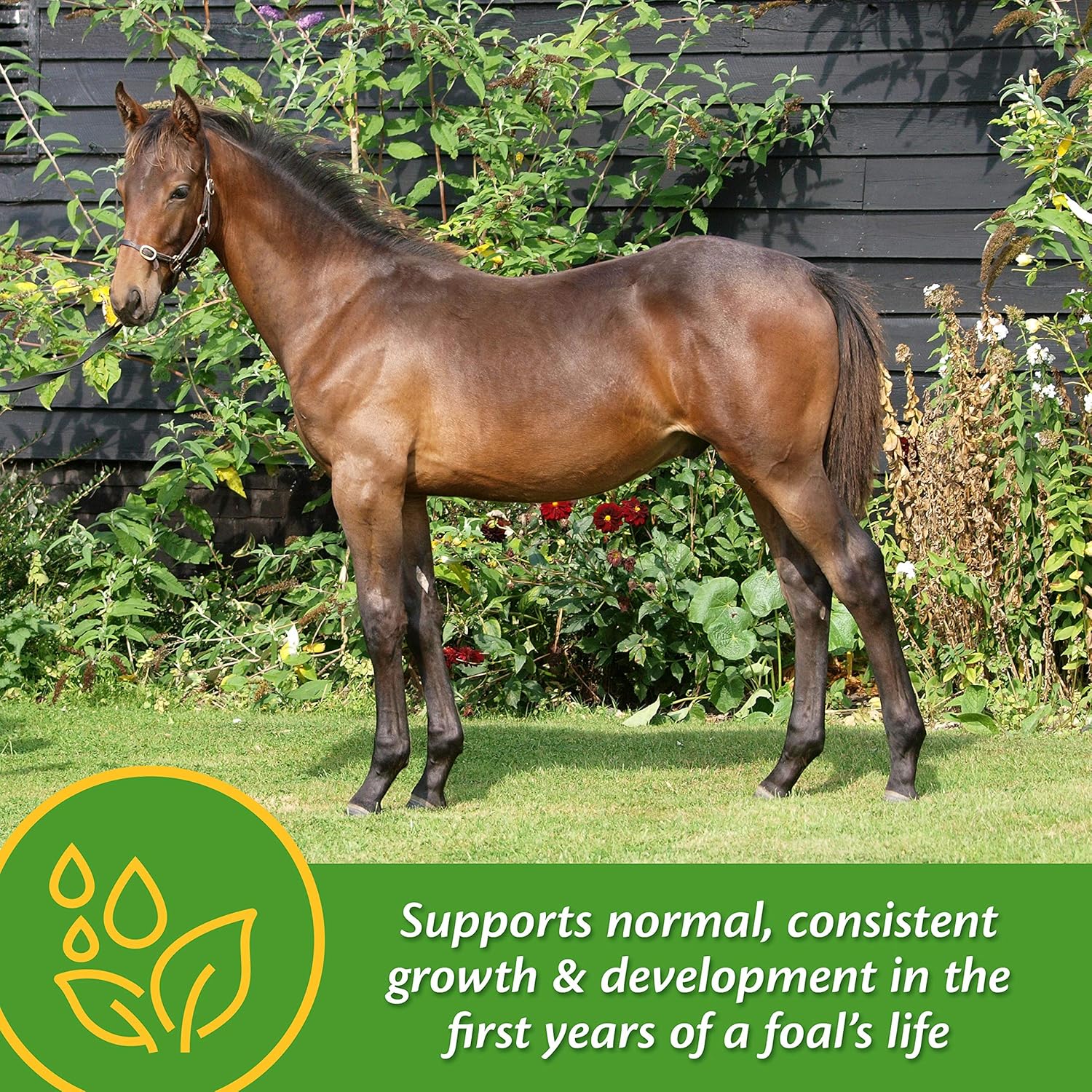 Farnam Grow Colt Supplement for Growth & Development - 7.5 lbs, 60 Day Supply for Healthy Foal Growth