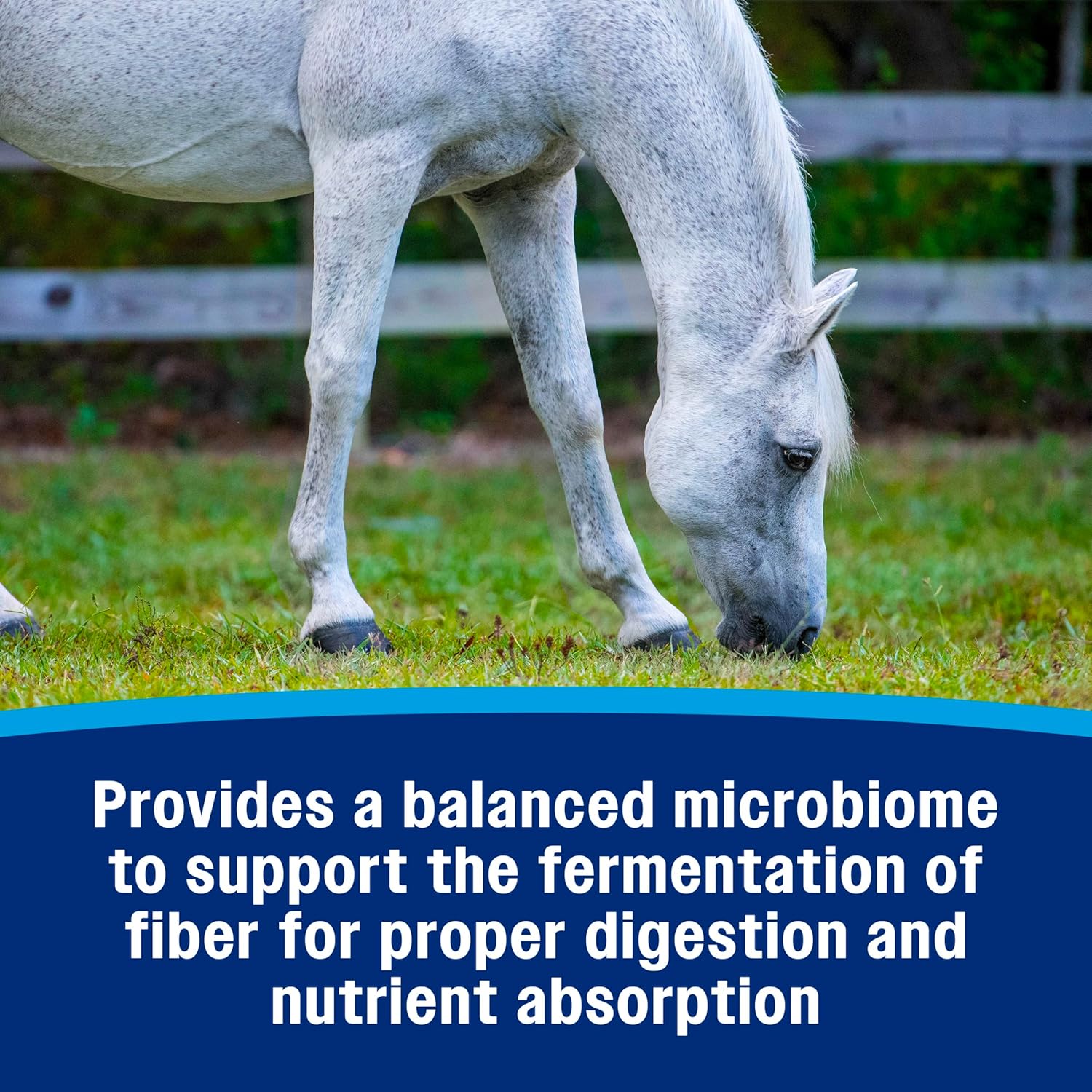 Farnam Hindgut Stabilizer Pellets: Daily Digestive & Immune Supplement for Horses - Balances Microbiome for Optimal Digestion
