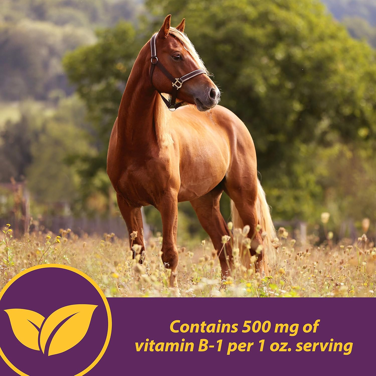 Farnam Horse Health Vita B-1 Crumbles Supplement - 20 lbs, 320 Day Supply for Performance Horses