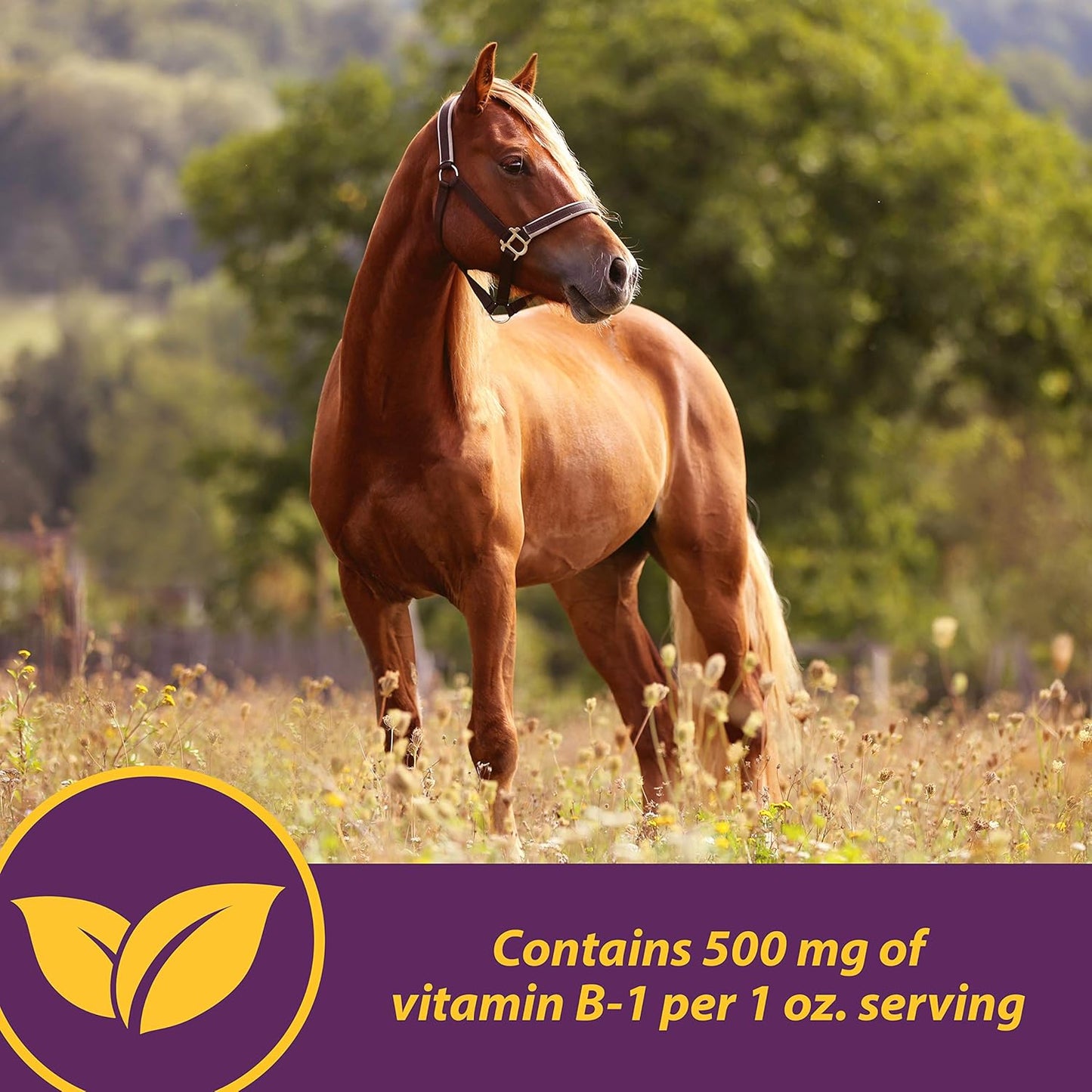 Farnam Horse Health Vita B-1 Crumbles Supplement 3 lbs - Supports Muscle Activity & Metabolism for Performance, 48 Day Supply