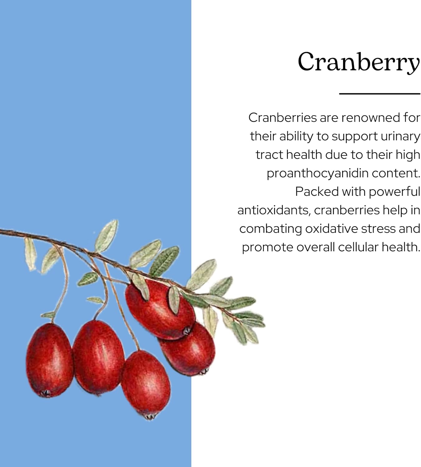 Freeze-Dried Cranberry Supplement | 120 Count | Eclectic Institute Organic U.S.-Grown Whole Berry