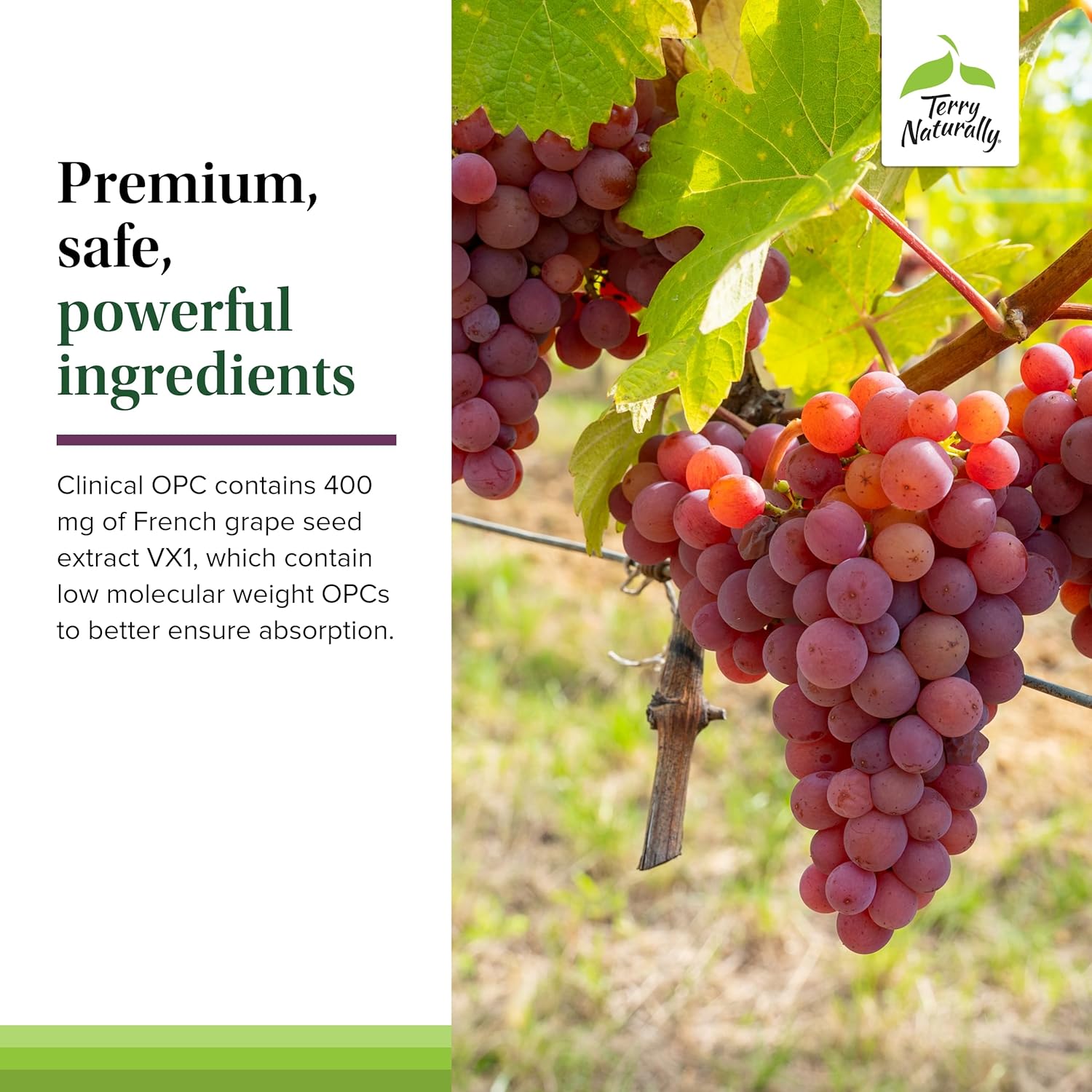 French Grape Seed Extract Supplement - Terry Naturally OPC Extra Strength Softgels - Non-GMO, Gluten Free - 60 Servings