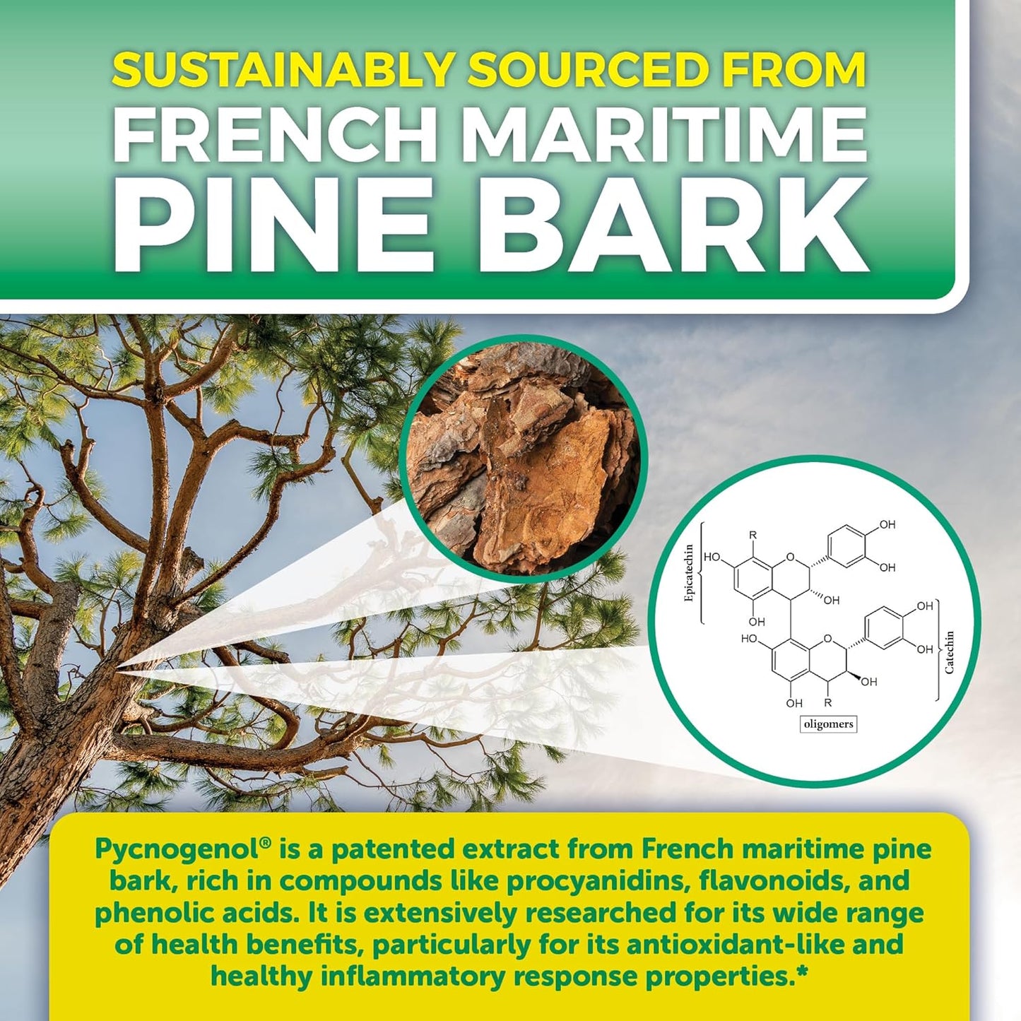 French Maritime Pine Bark Extract Capsules - 100mg Pycnogenol Supplements for Blood Circulation, Antioxidant & Joint Support - 60 Capsules