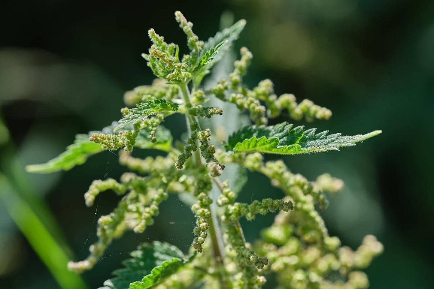 German Bluechai Stinging Nettle Seeds - Vegan Protein Source from Urtica Dioica, Dried Seeds, 0.7oz/20g - Non GMO, Gluten Free