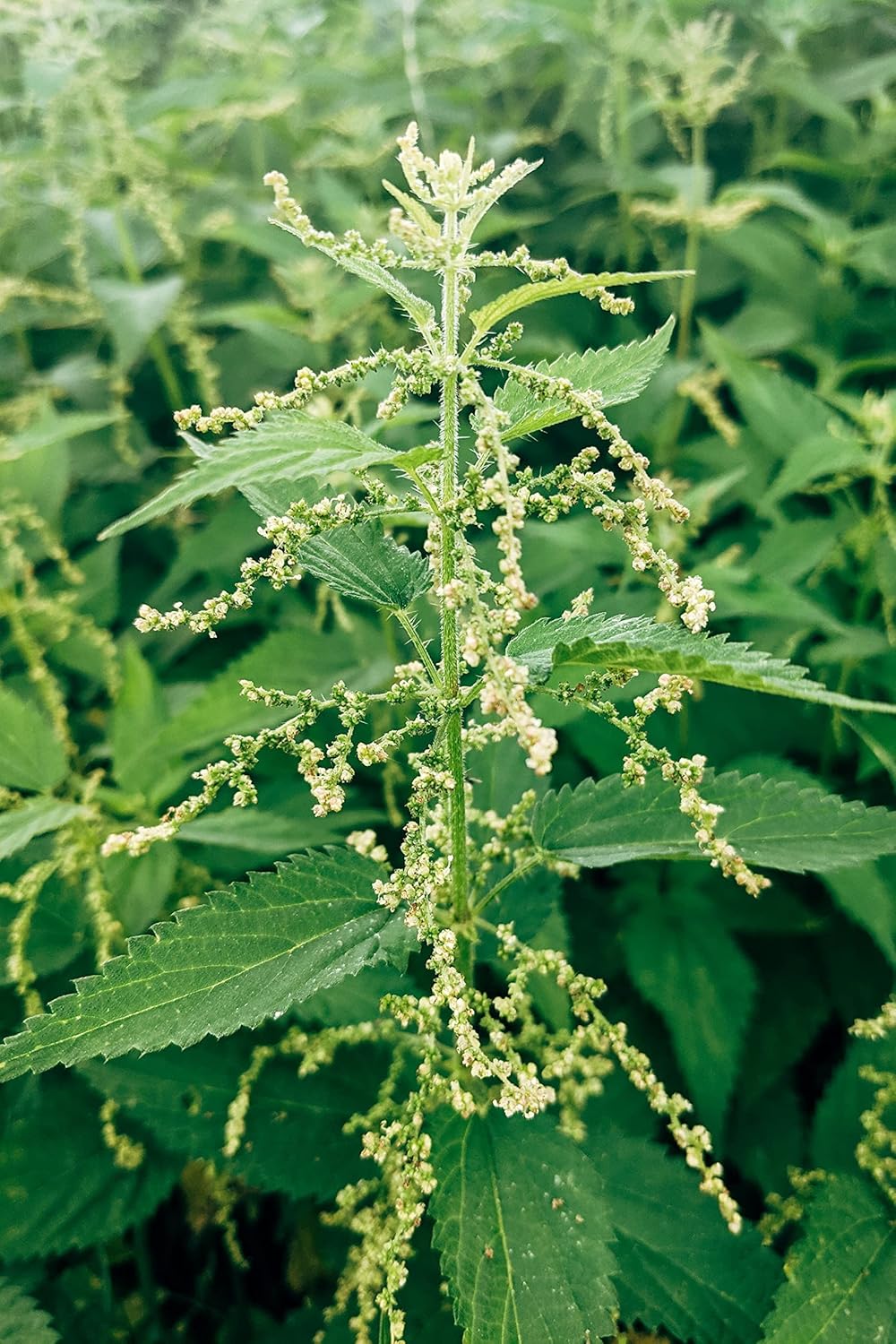 German Bluechai Stinging Nettle Seeds - Vegan Protein Source from Urtica Dioica, Dried Seeds, 0.7oz/20g - Non GMO, Gluten Free