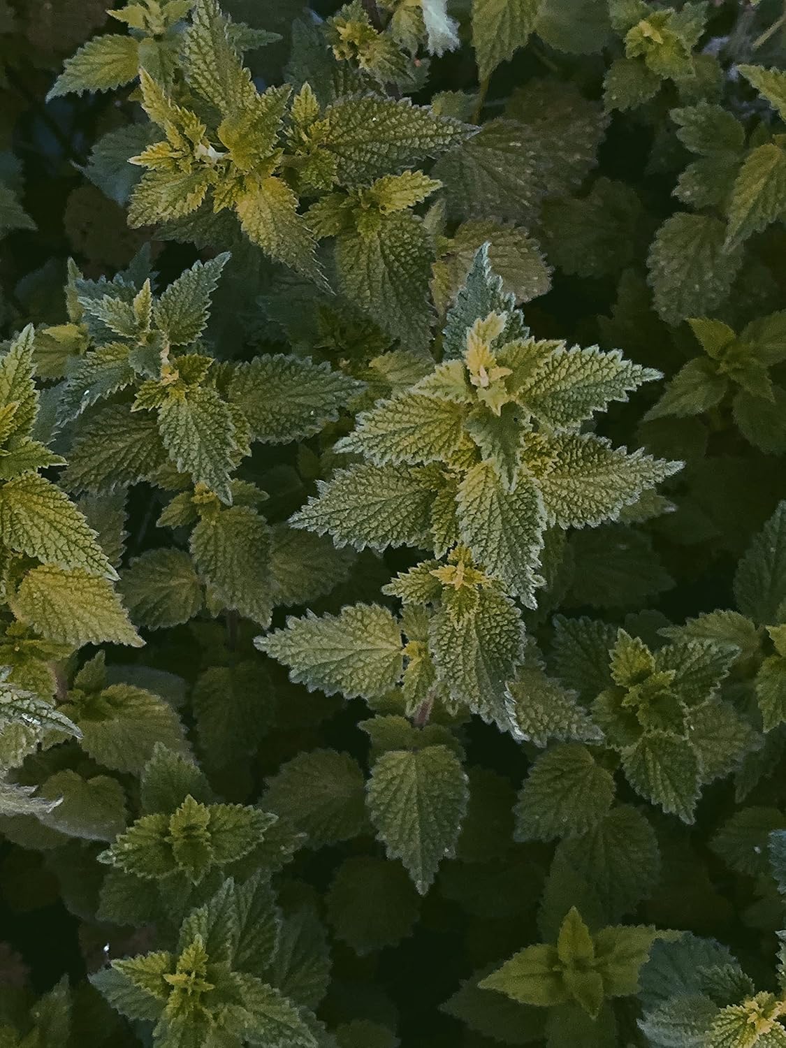 German Bluechai Stinging Nettle Seeds - Vegan Protein Source from Urtica Dioica, Dried Seeds, 0.7oz/20g - Non GMO, Gluten Free