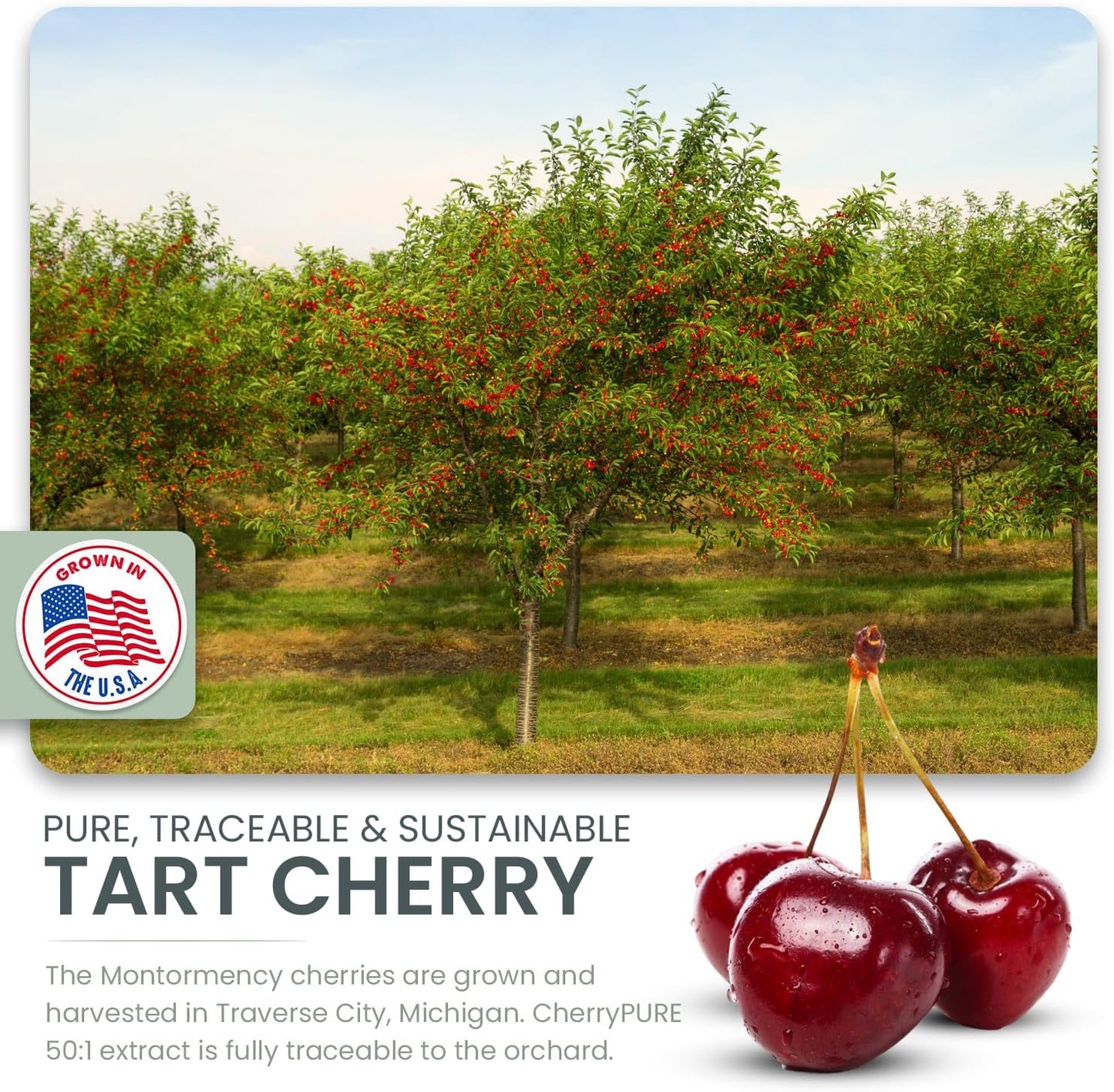 German Micronized Creatine with USA Tart Cherry and Vitamin B6 - Pre and Post Workout Supplement, Tart Cherry Lime Flavor, Caffeine-Free Energy for Body and Mind