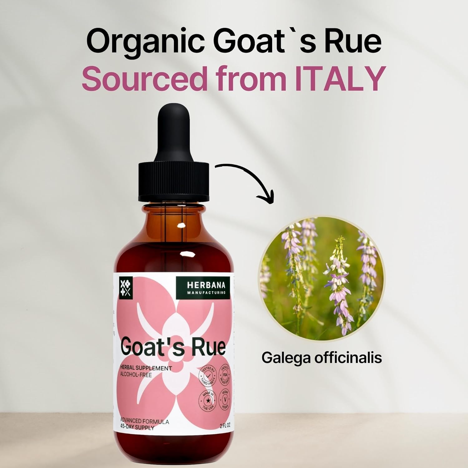 Goat's Rue Liquid Extract - Lactation Supplement for Breast Milk Production - Galega Officinalis Tincture - 2 fl oz