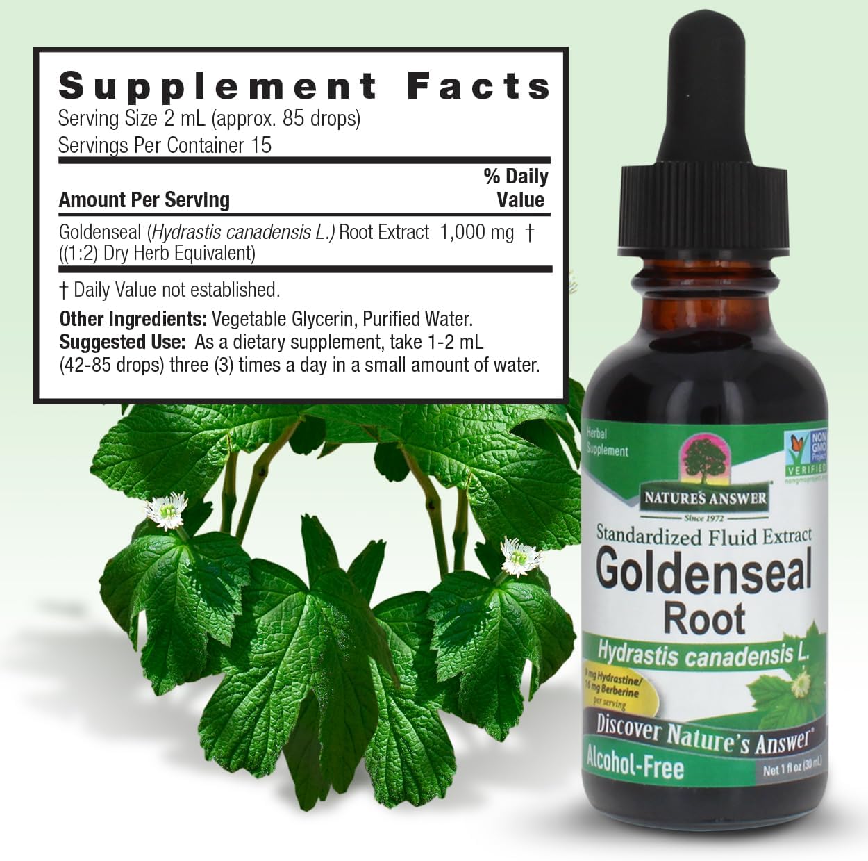 Goldenseal Root Herbal Supplement for a Healthy Immune System - Gluten-Free & Alcohol-Free (2 Pack, 1oz) by Nature's Answer