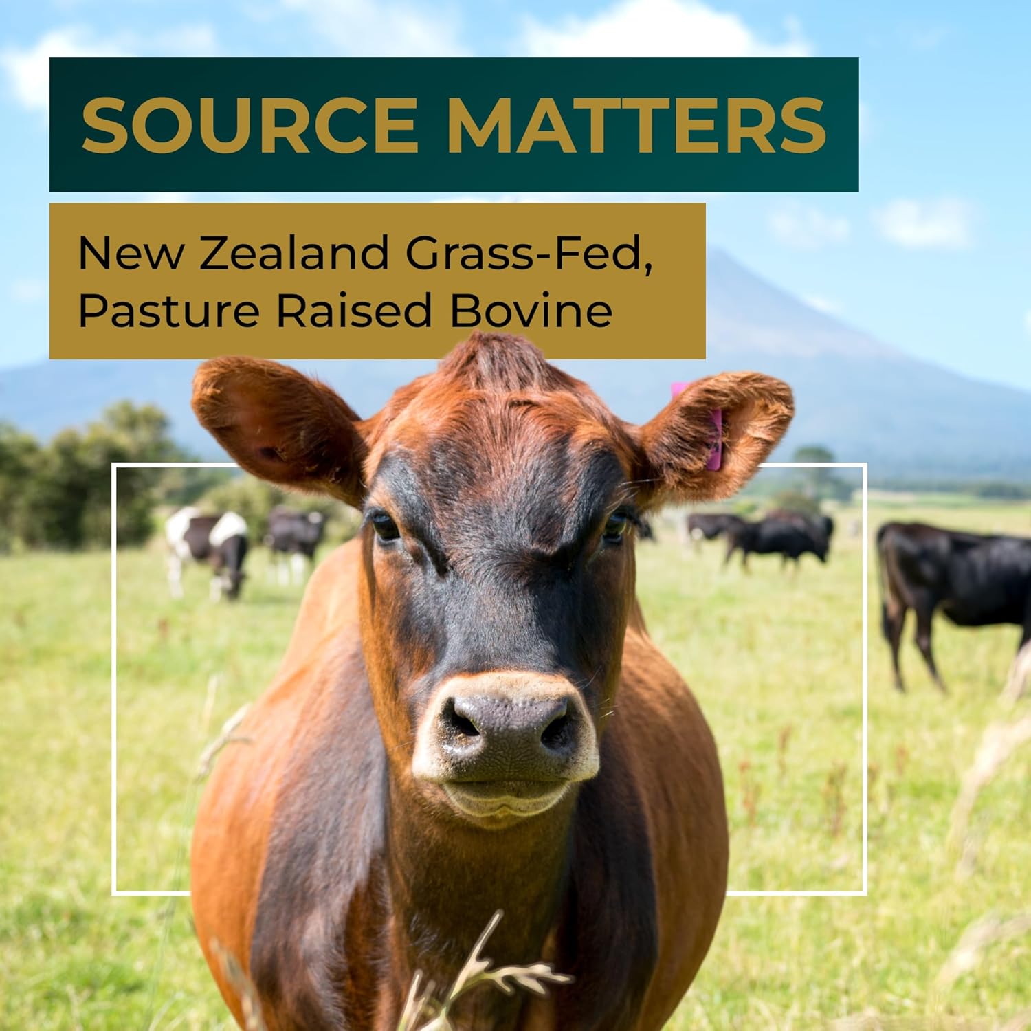Grass Fed Beef Liver Capsules with Lions Mane for Energy, Focus, and Memory - Supports Full Body Wellness - Freeze Dried Beef Organs Supplement - 30 Servings
