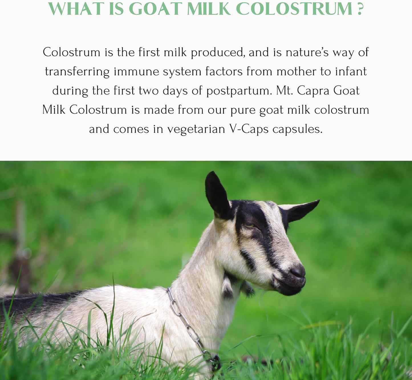 Grass-Fed Goat Milk Colostrum Capsules for Immune System and Athletic Performance - 30 Servings, High in Immunoglobulins