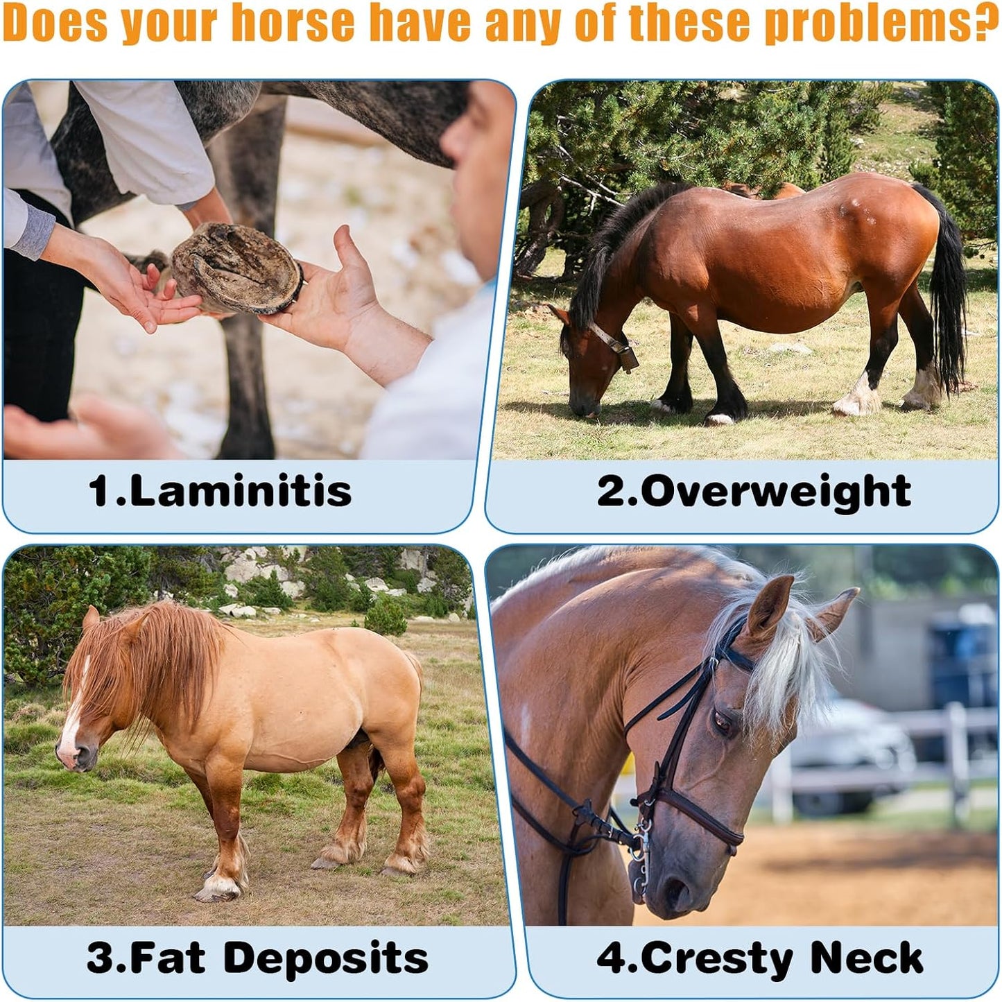 Guanshiya Equine Insulin Resistance Supplement: Supports Horses with High Insulin, Laminitis, Cushing's, Sore Feet - 0.44 lbs