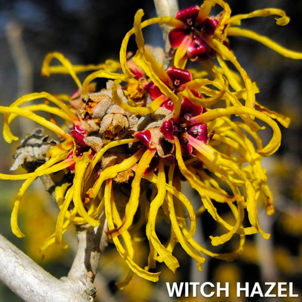 Gynecomastia Tightening Ginger Cream - Improves Elasticity & Burns Fats for Firm Male Chest Shape