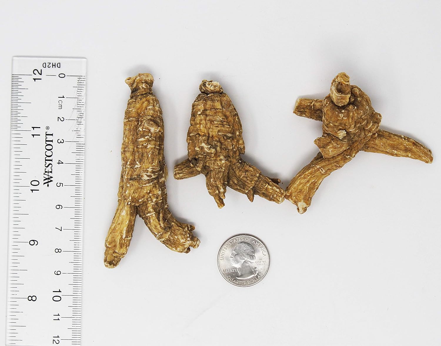 Hand-Selected Wisconsin American Ginseng Roots - Medium & Large Sizes - Cultivated in DABC Oak Land - 8oz Box