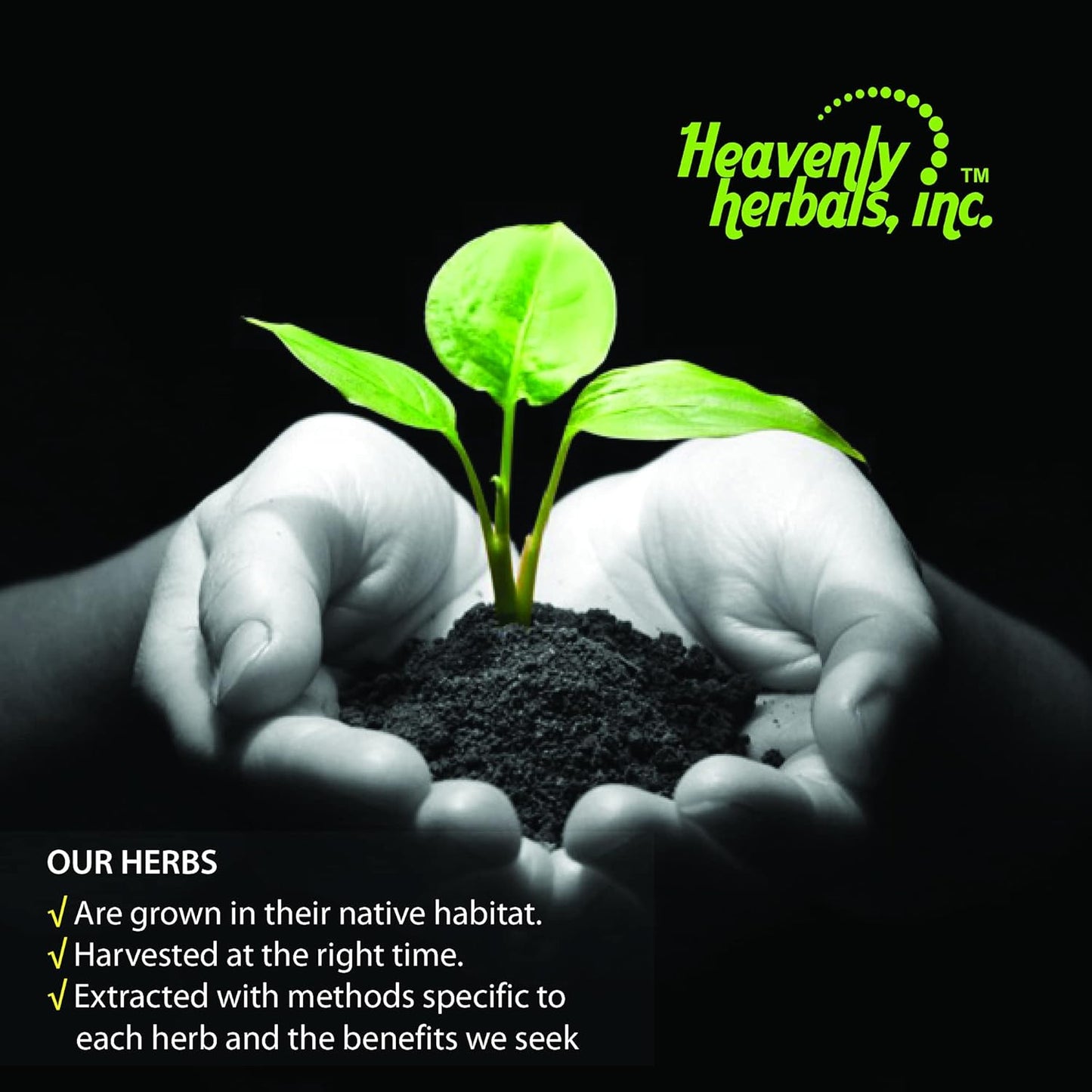 Hawthorn Berry Extract Mother Tincture - Supports Cardiovascular Health and Blood Circulation - 2 fl. Oz - Made in USA - Homeopathic Medicine by Heavenly Herbals, Inc.