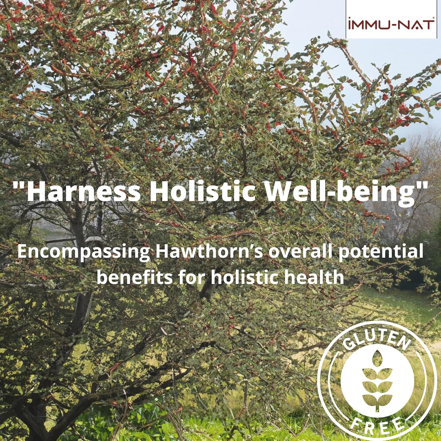 Hawthorn Berry Liquid Supplement for Cardiovascular Health (8.5oz) - Immune Support Formula for Blood Pressure