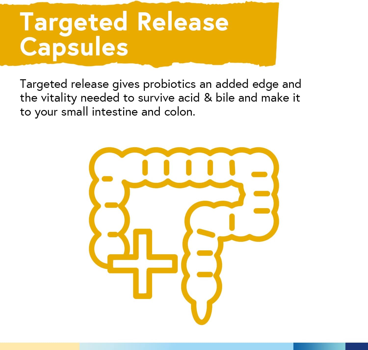 Heart & Digestion Support Bundle: Terranics Probiotics & CoQ10 - 60 Billion Probiotics, 200mg Coenzyme Q10, Extra Virgin Olive Oil - Bundle & Save