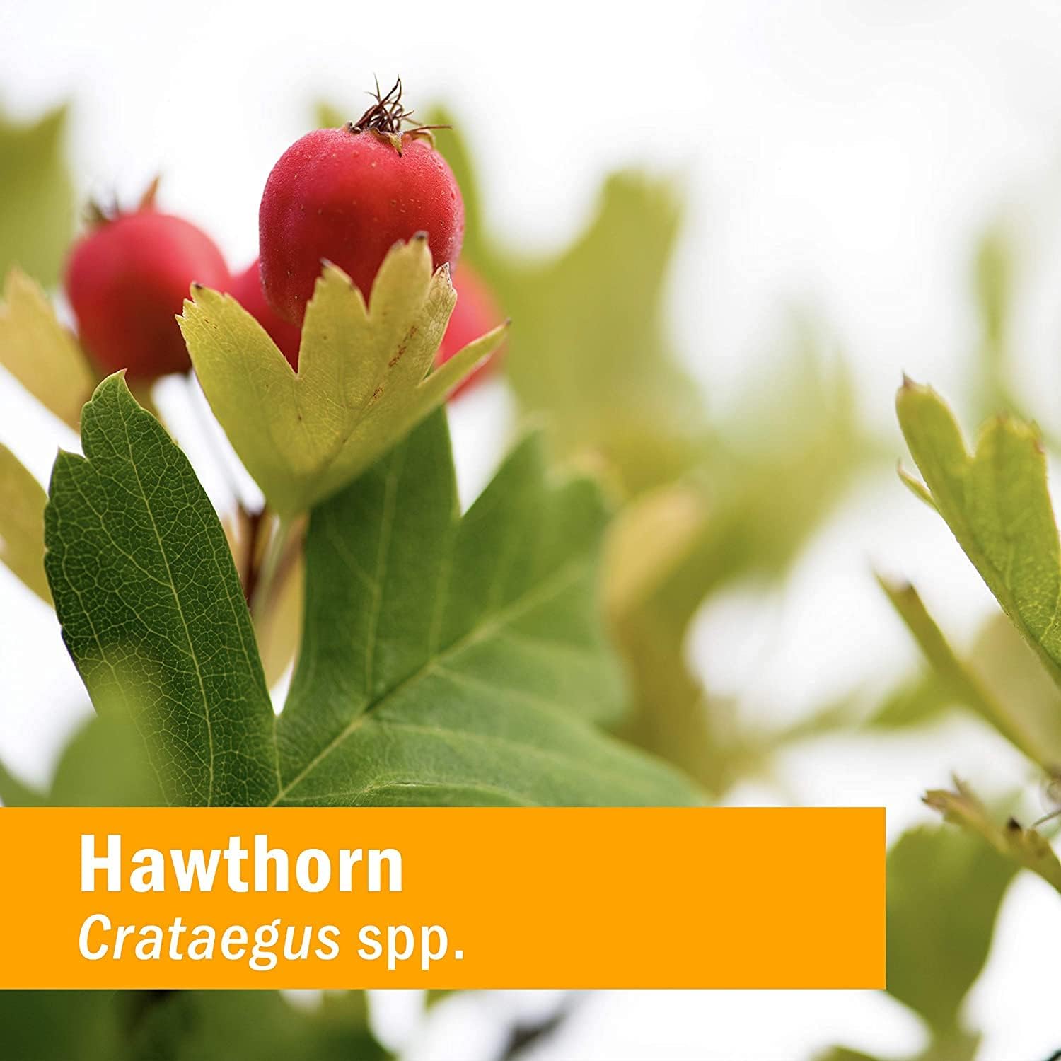 Herb Pharm Hawthorn Blend Liquid Extract - Cardiovascular and Circulatory Support - 1 Fl Oz