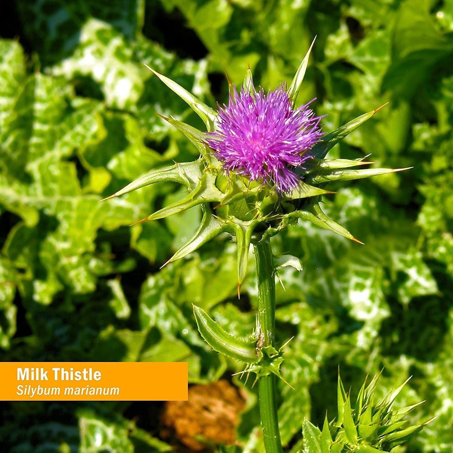 Herb Pharm Milk Thistle Seed Extract - Liver Function Support - 1oz Bottle
