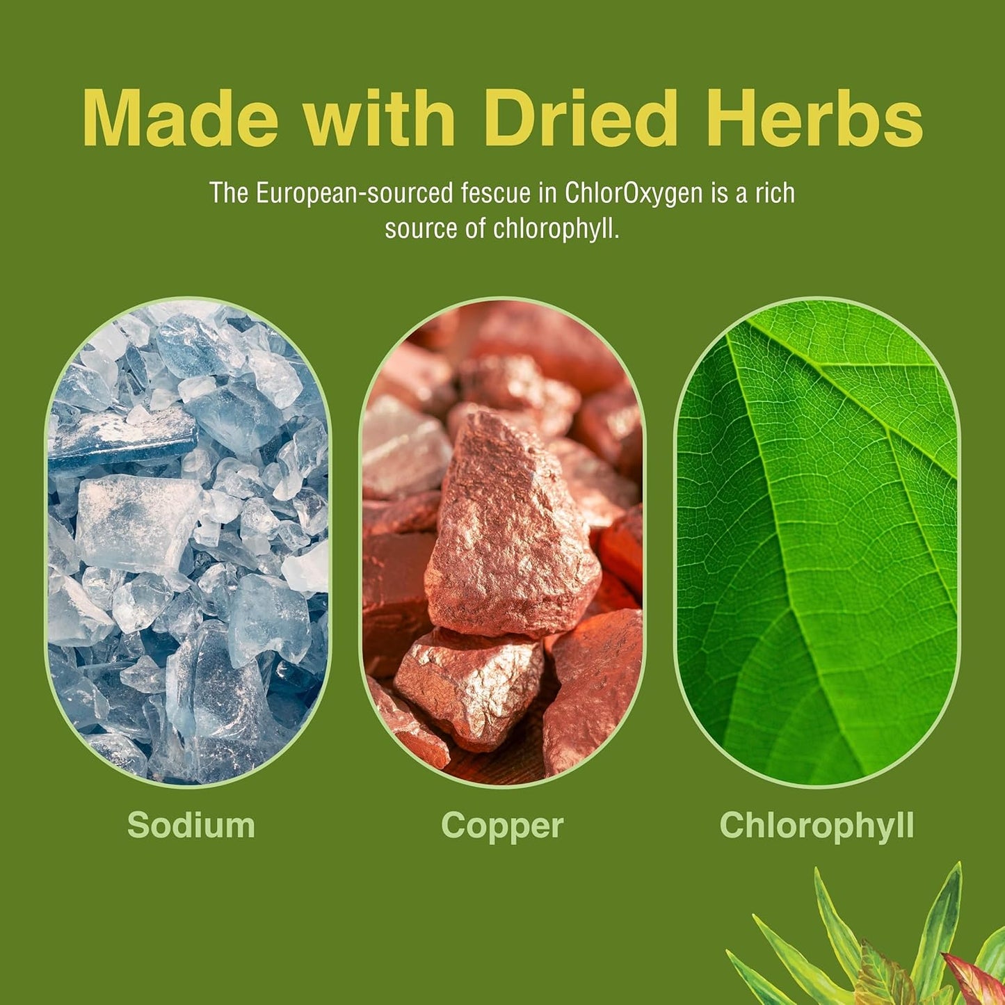 Herbs Etc. ChlorOxygen Chlorophyll Concentrate - Boost Energy & Blood Circulation - Natural Vitality Support - Alcohol-Free - 2 fl oz