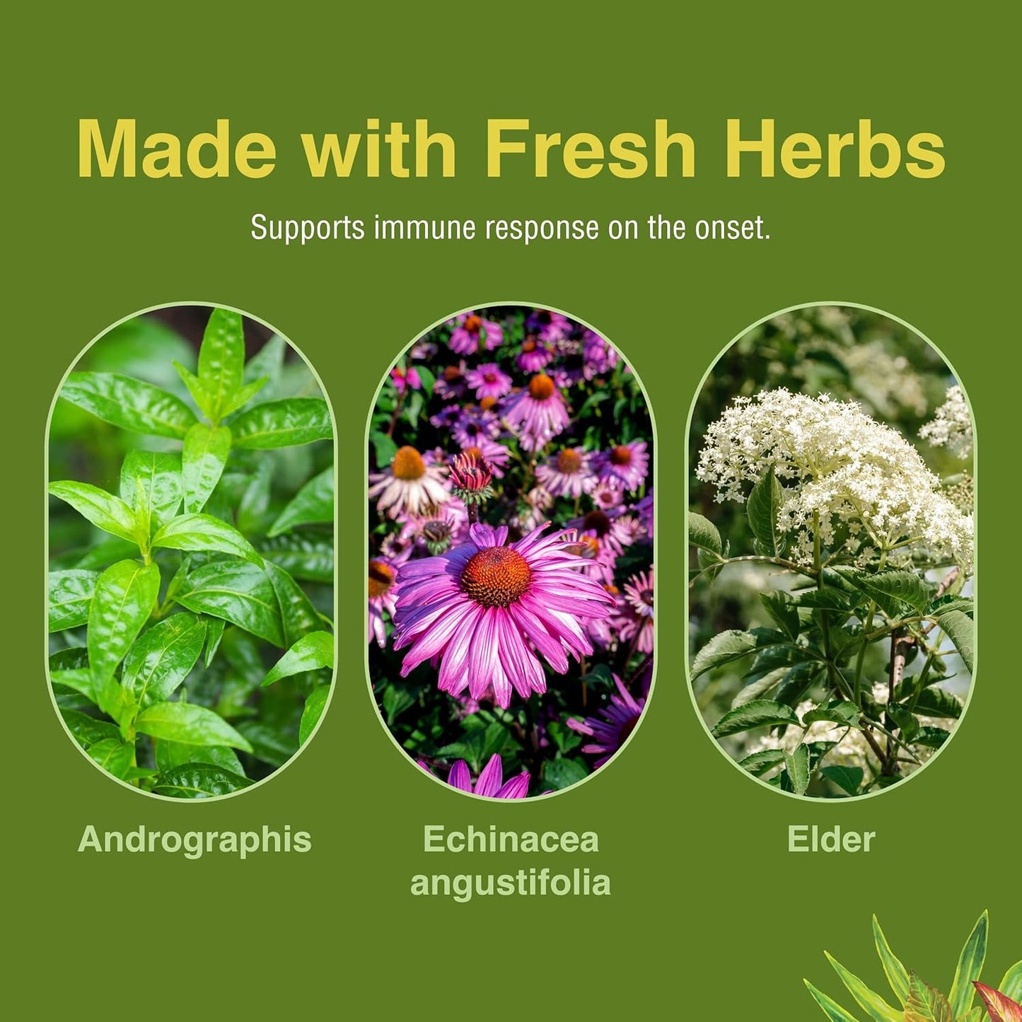 Herbs Etc. Immune Alert Softgels - 60 Count for Immune Support