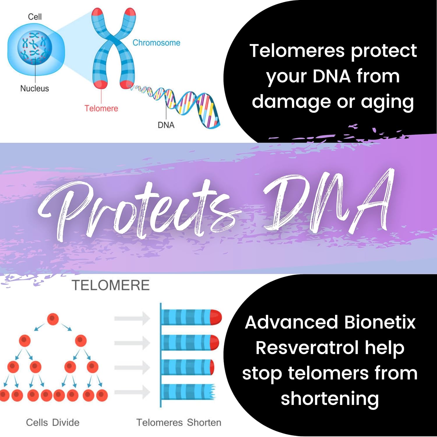 High Absorption 2X Potency Trans-Resveratrol Supplement - 1200mg per 2 Capsules for Anti Aging, Cognitive Support & Heart Health