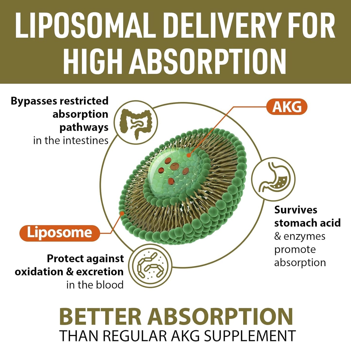 High Absorption Liposomal Calcium AKG Supplement 1500 MG for Longevity, Cellular Energy, and Metabolic Function - 240 Softgels