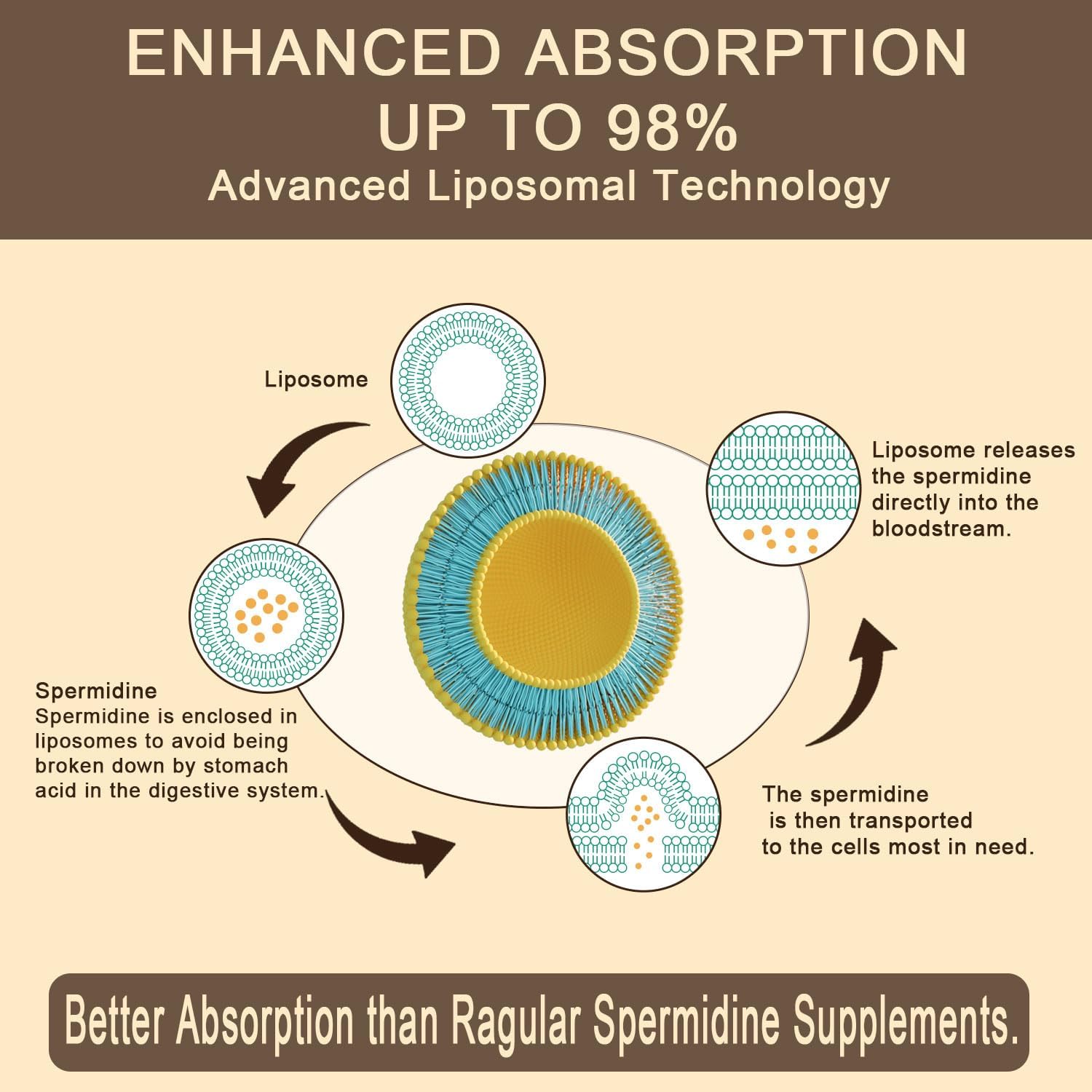 High Absorption Spermidine Supplement for Cellular Renewal - 15mg with Zinc & Thiamin - Anti-Aging Defense & Energy Boost - 180 Softgels